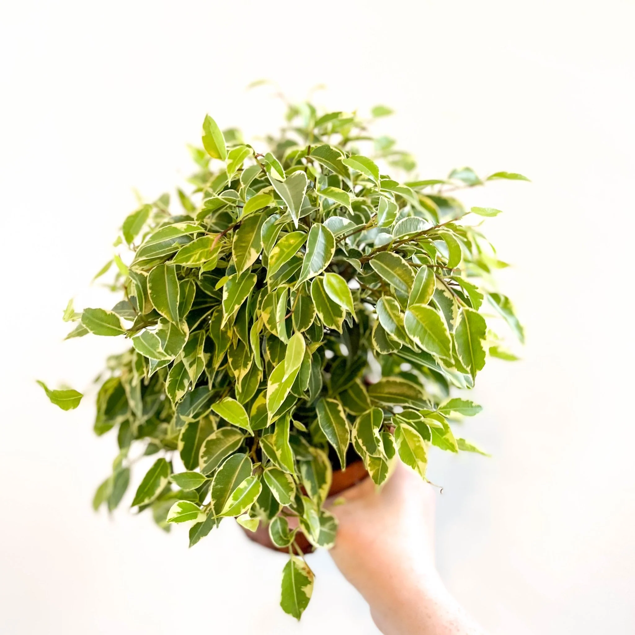 Ficus benjamina 'Kinky'- Weeping Fig