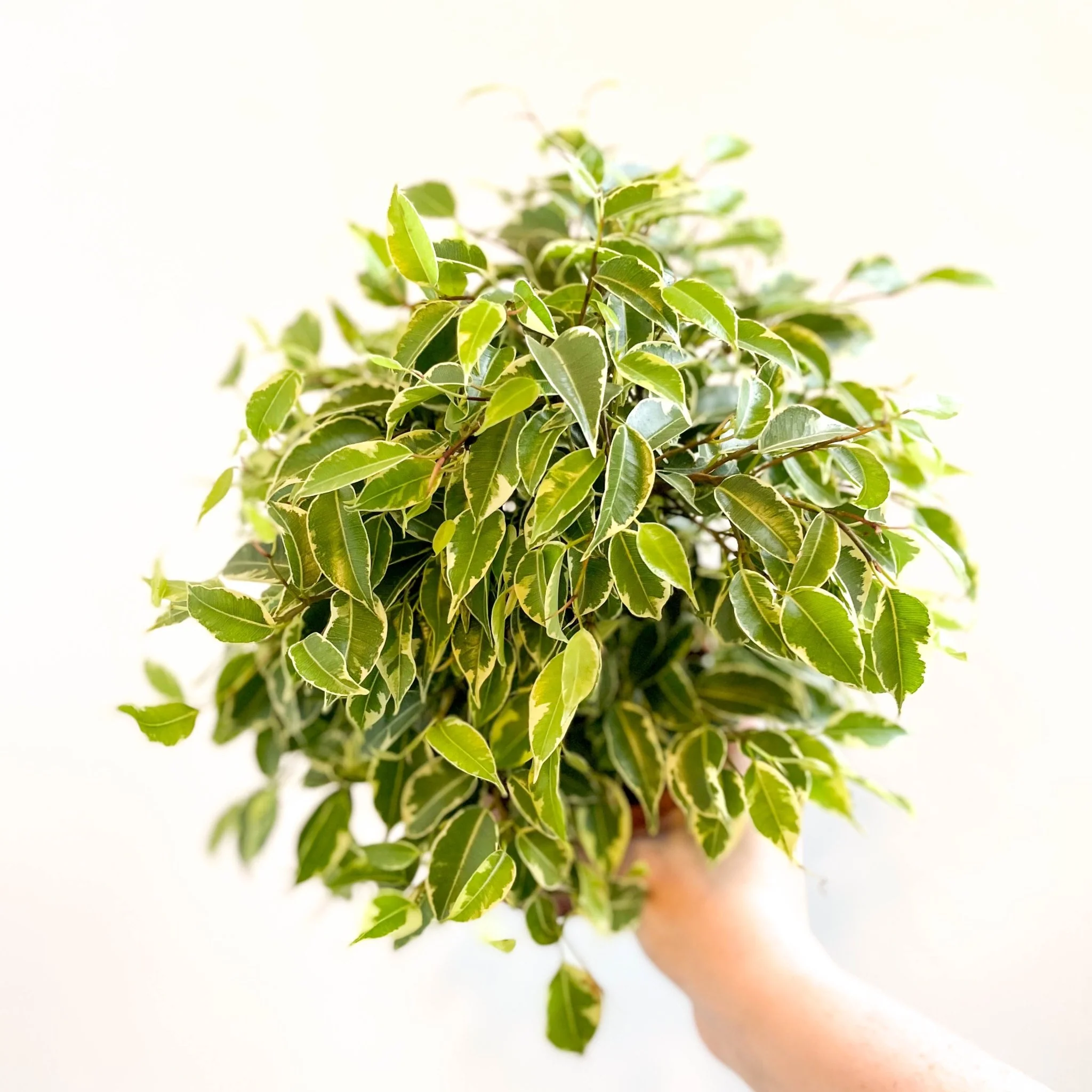 Ficus benjamina 'Kinky'- Weeping Fig - Image 10