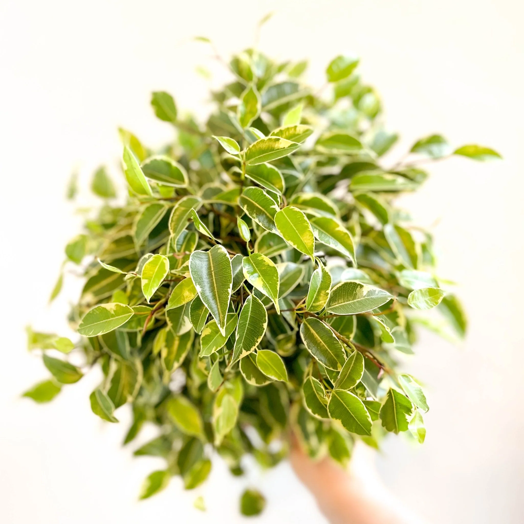 Ficus benjamina 'Kinky'- Weeping Fig - Image 11