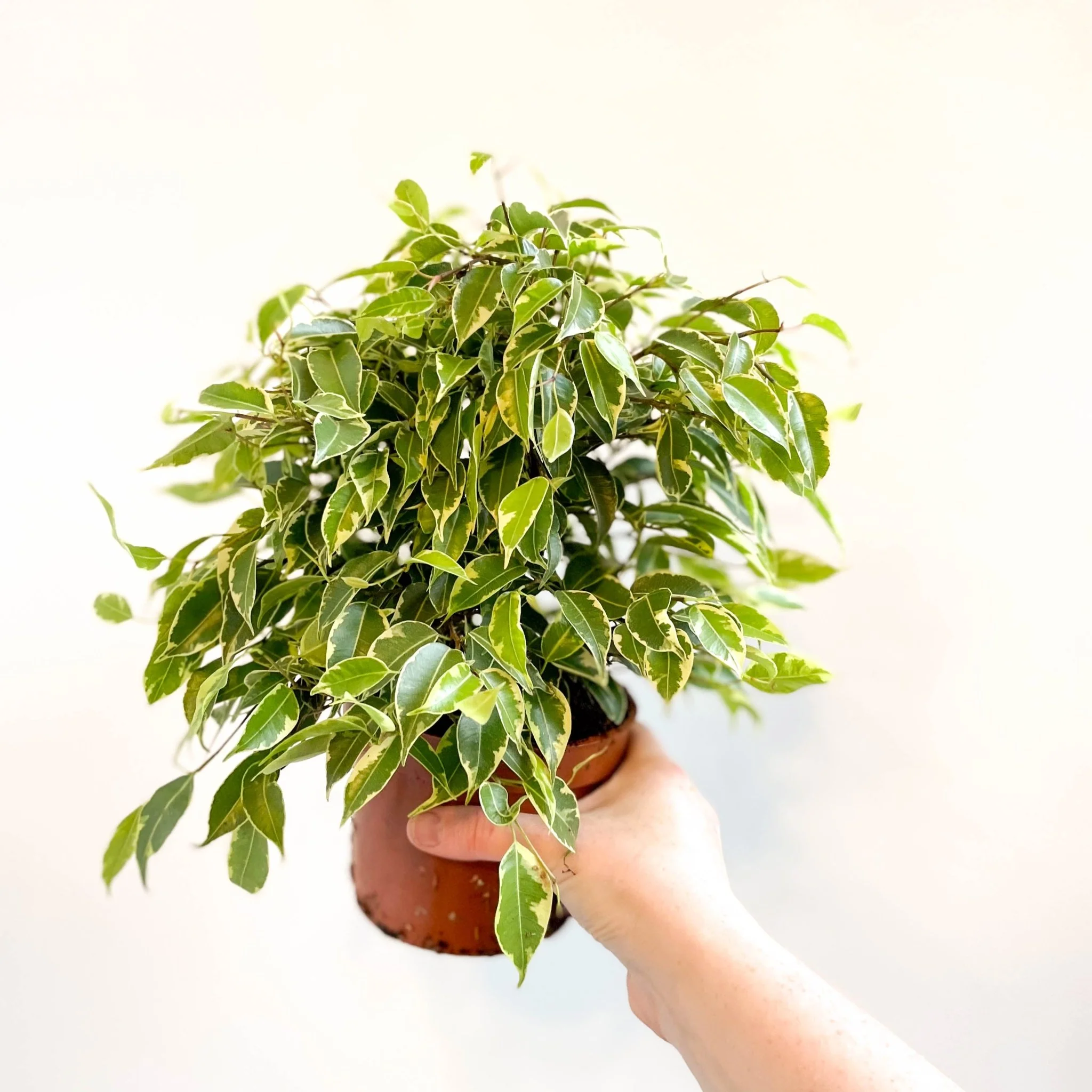 Ficus benjamina 'Kinky'- Weeping Fig - Image 2