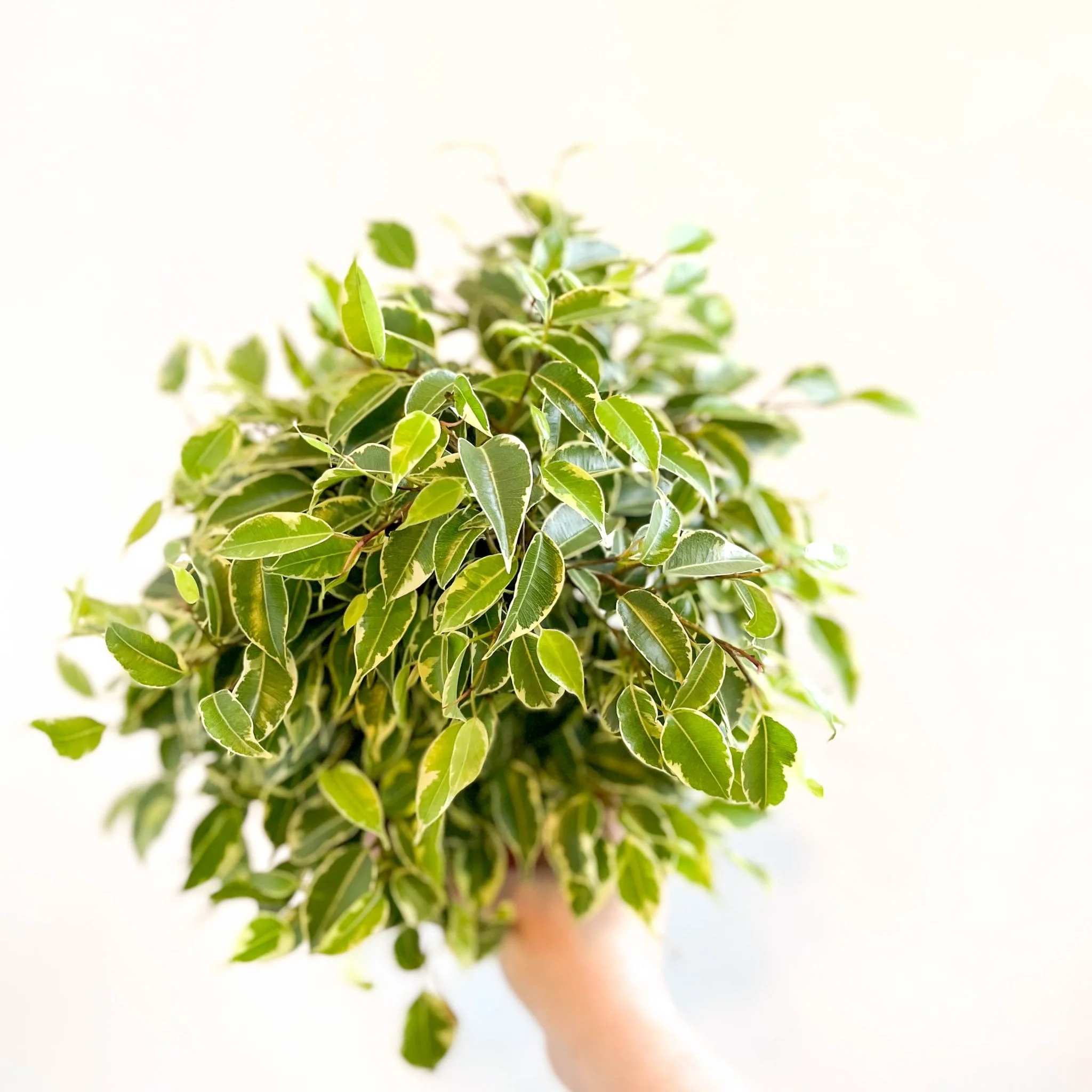 Ficus benjamina 'Kinky'- Weeping Fig - Image 3