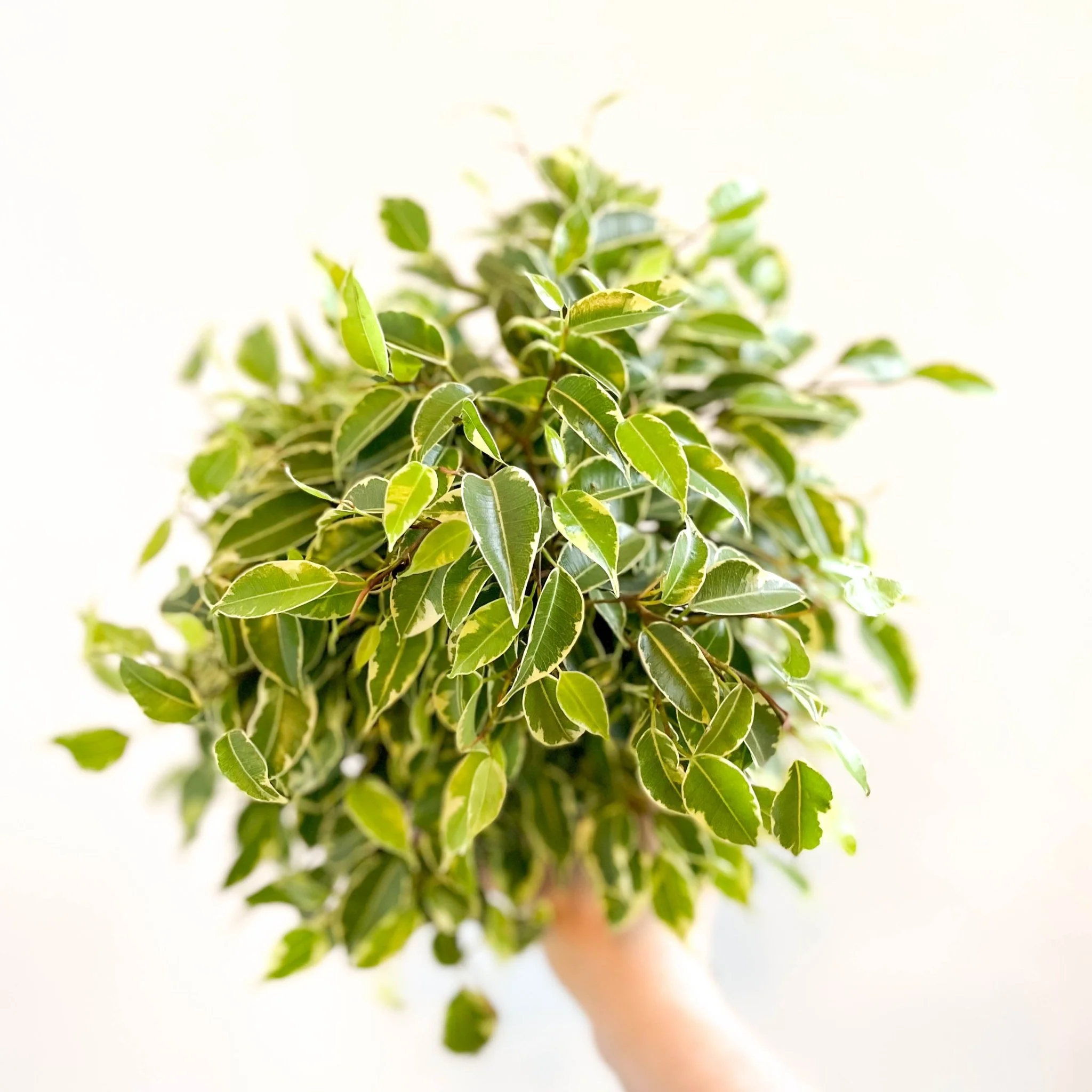 Ficus benjamina 'Kinky'- Weeping Fig - Image 4