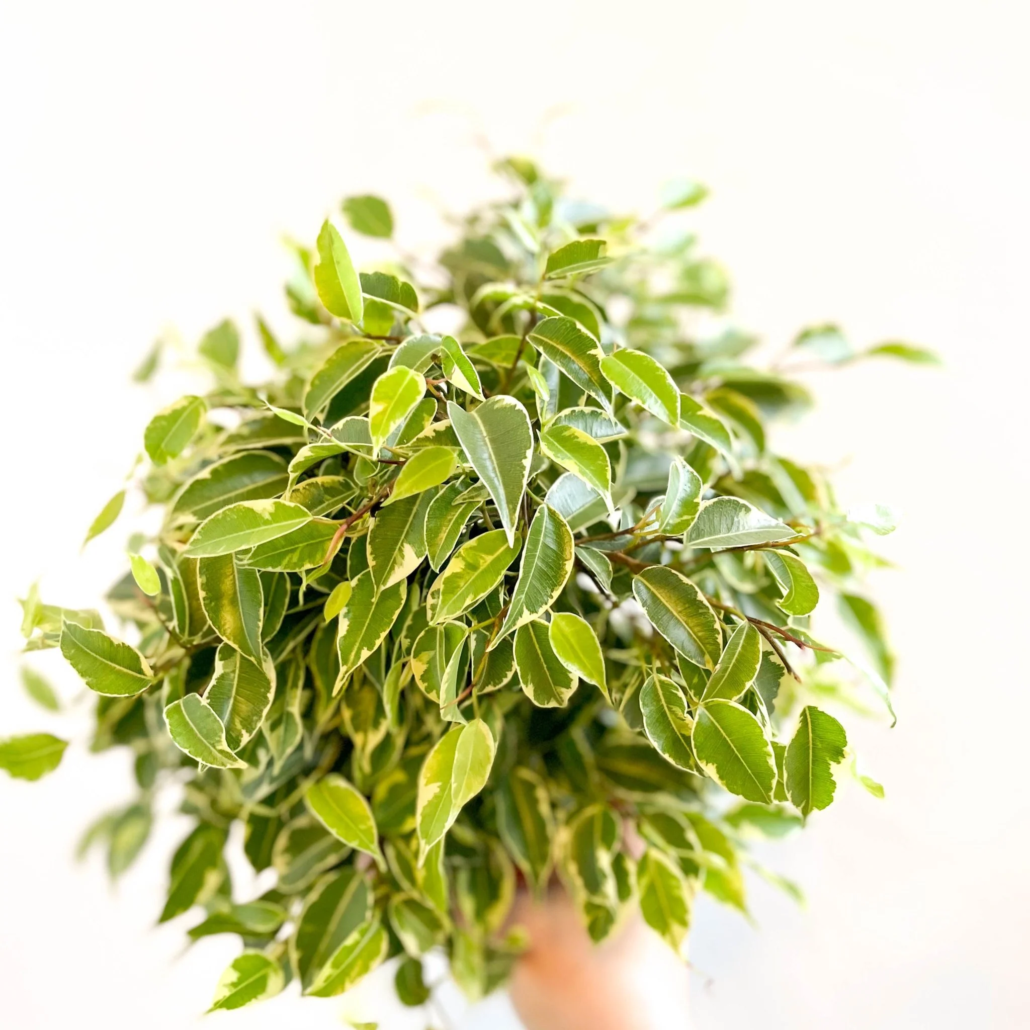 Ficus benjamina 'Kinky'- Weeping Fig - Image 5