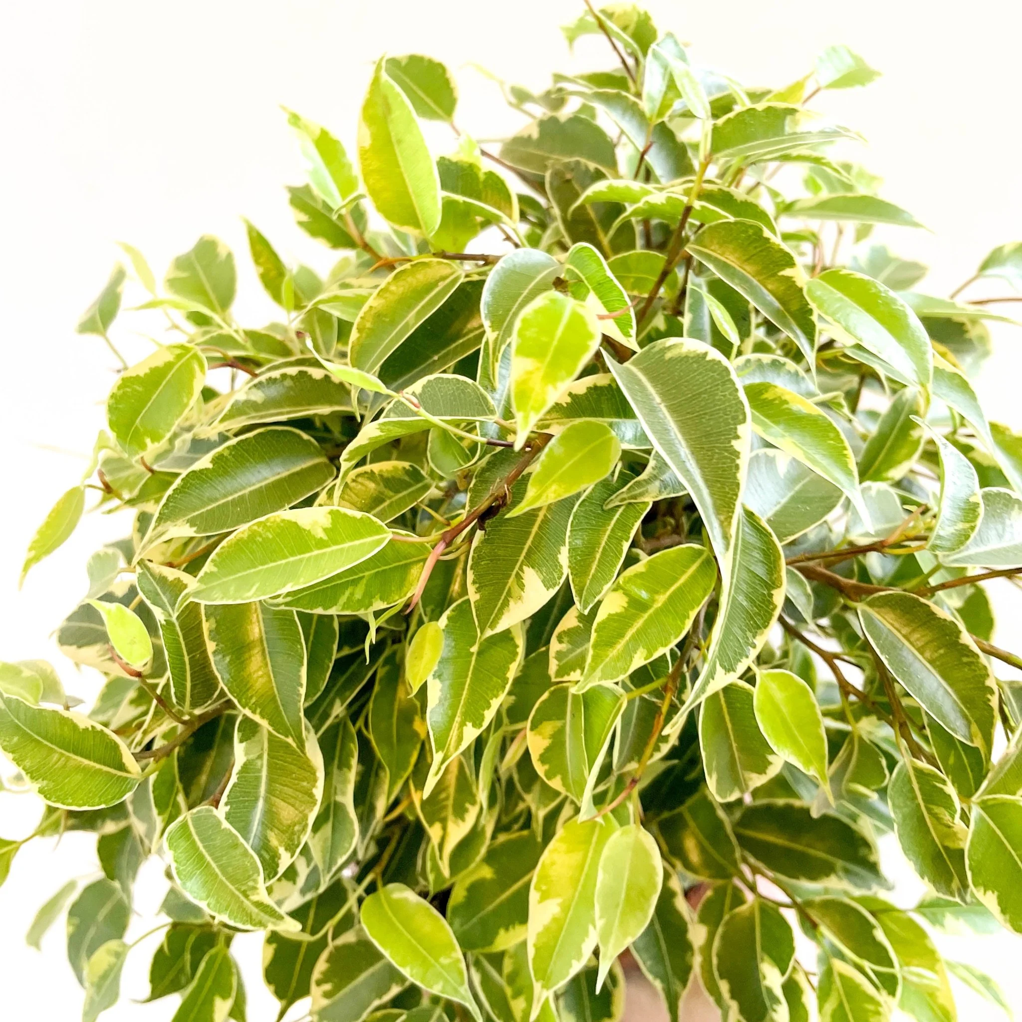 Ficus benjamina 'Kinky'- Weeping Fig - Image 6