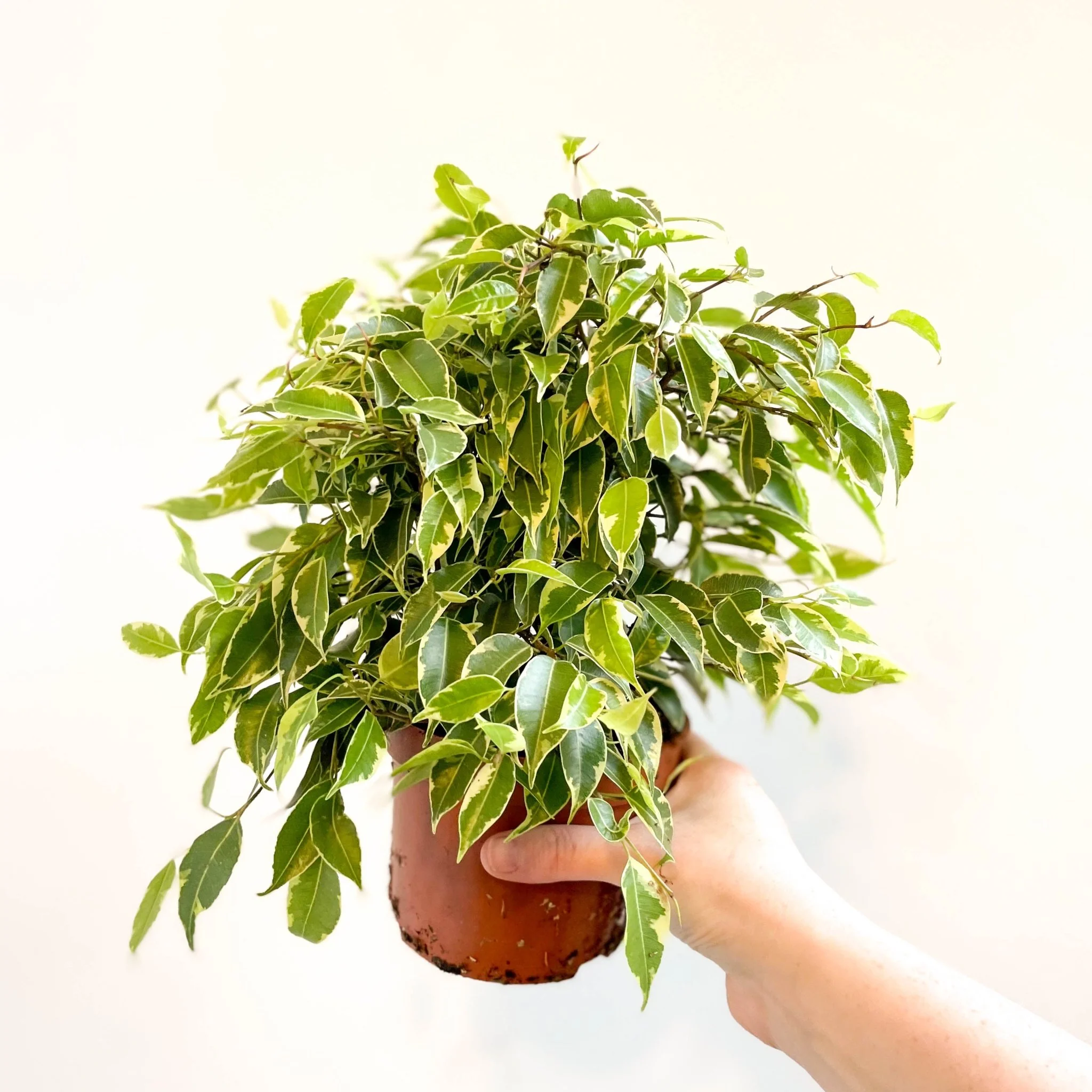 Ficus benjamina 'Kinky'- Weeping Fig - Image 7