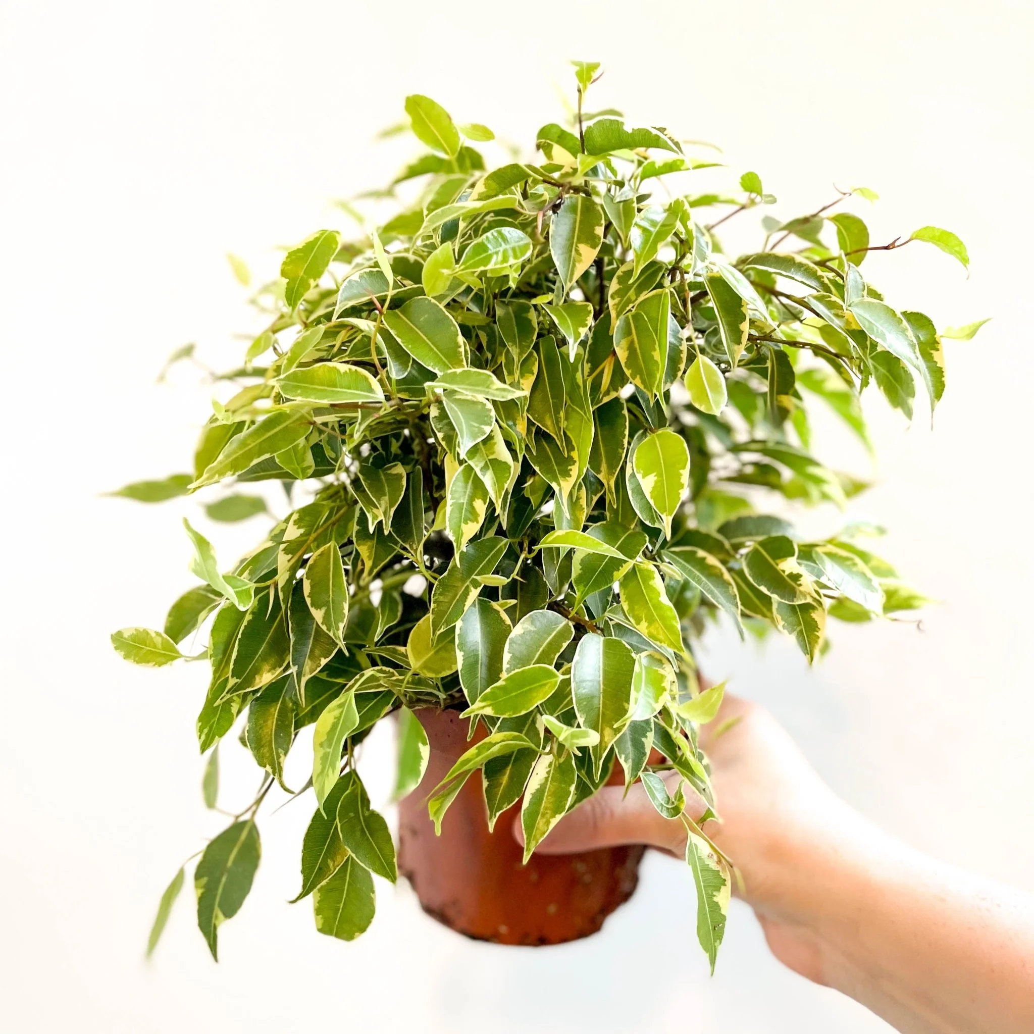 Ficus benjamina 'Kinky'- Weeping Fig - Image 8