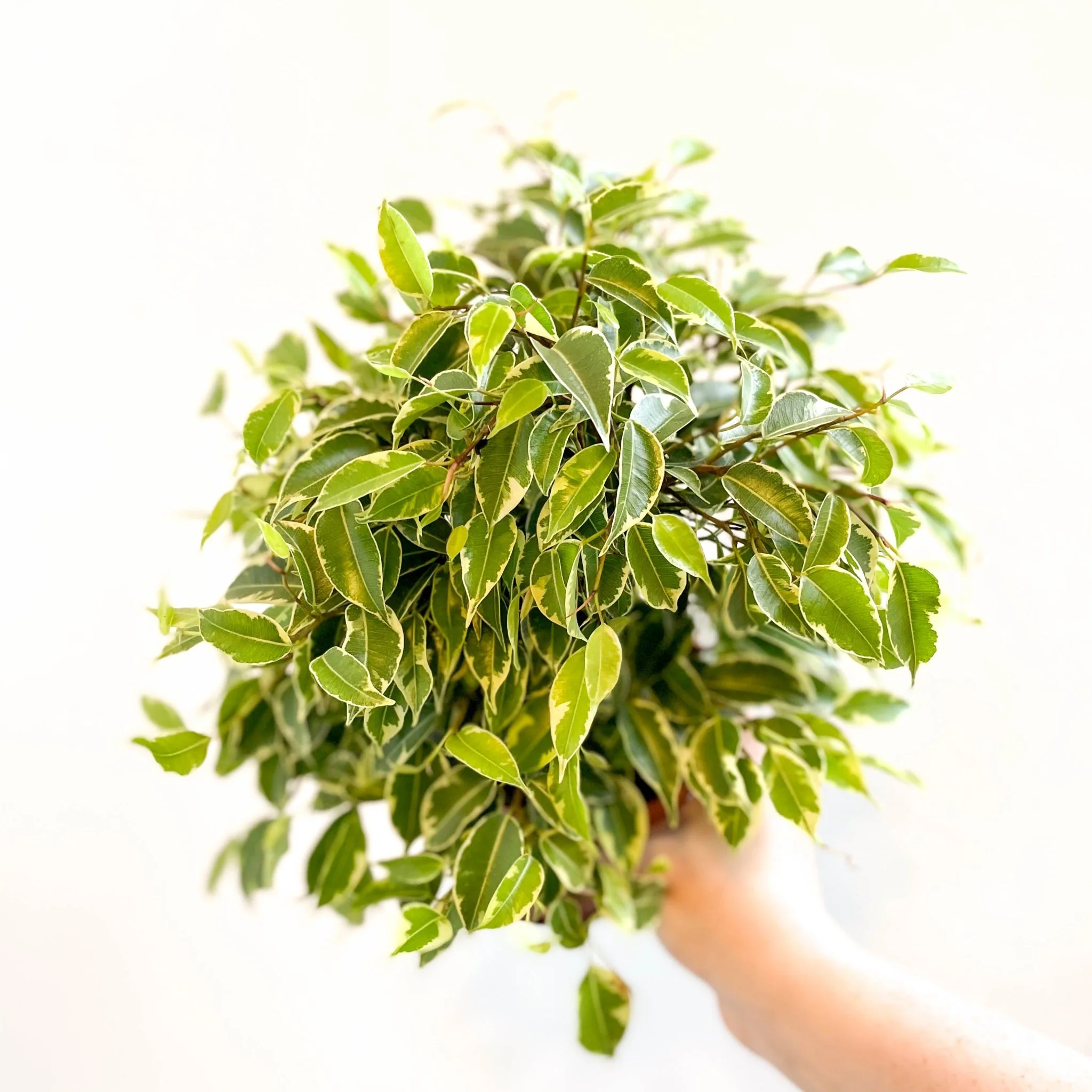 Ficus benjamina 'Kinky'- Weeping Fig - Image 9