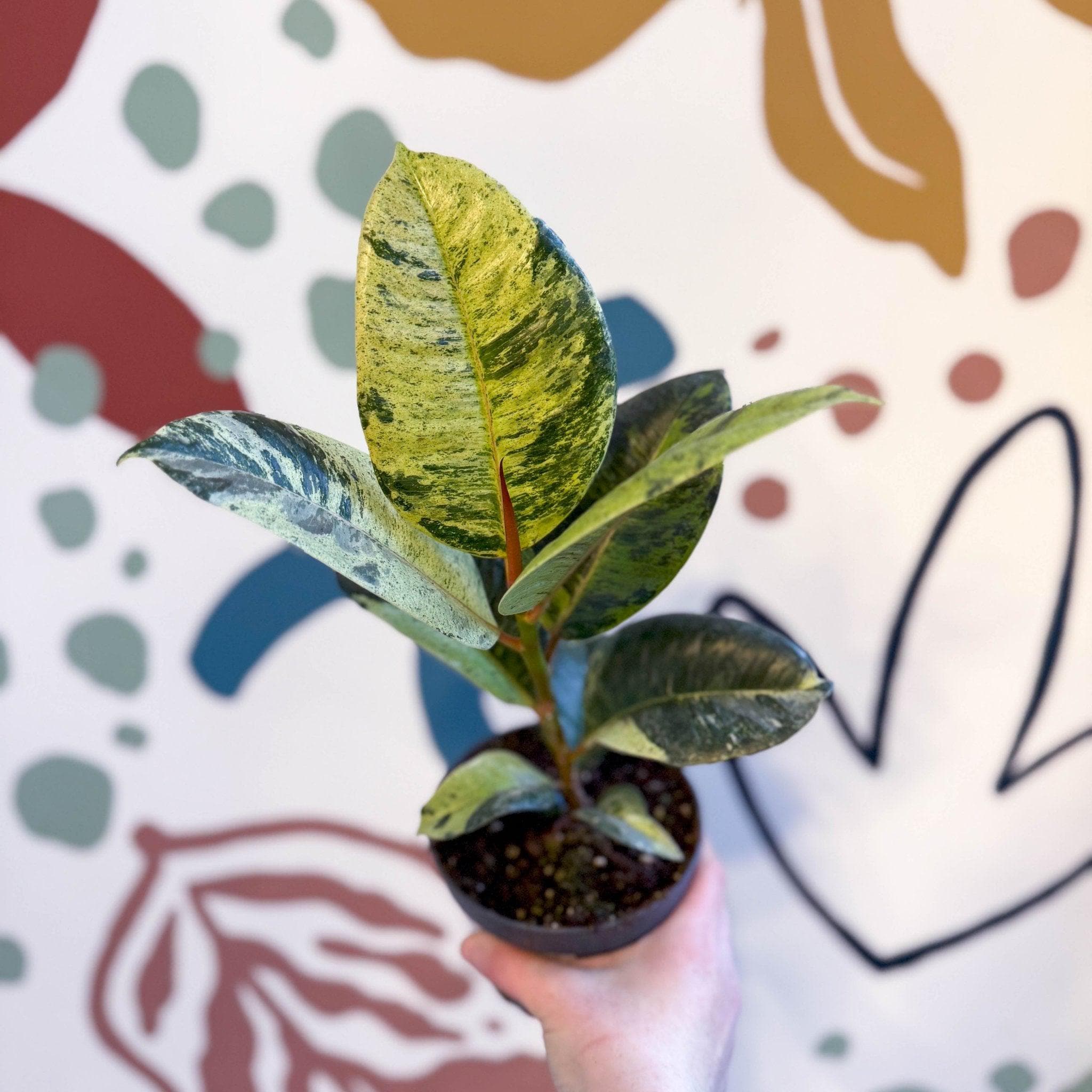 Ficus elastica 'Shivereana' - Moonshine Rubber Tree