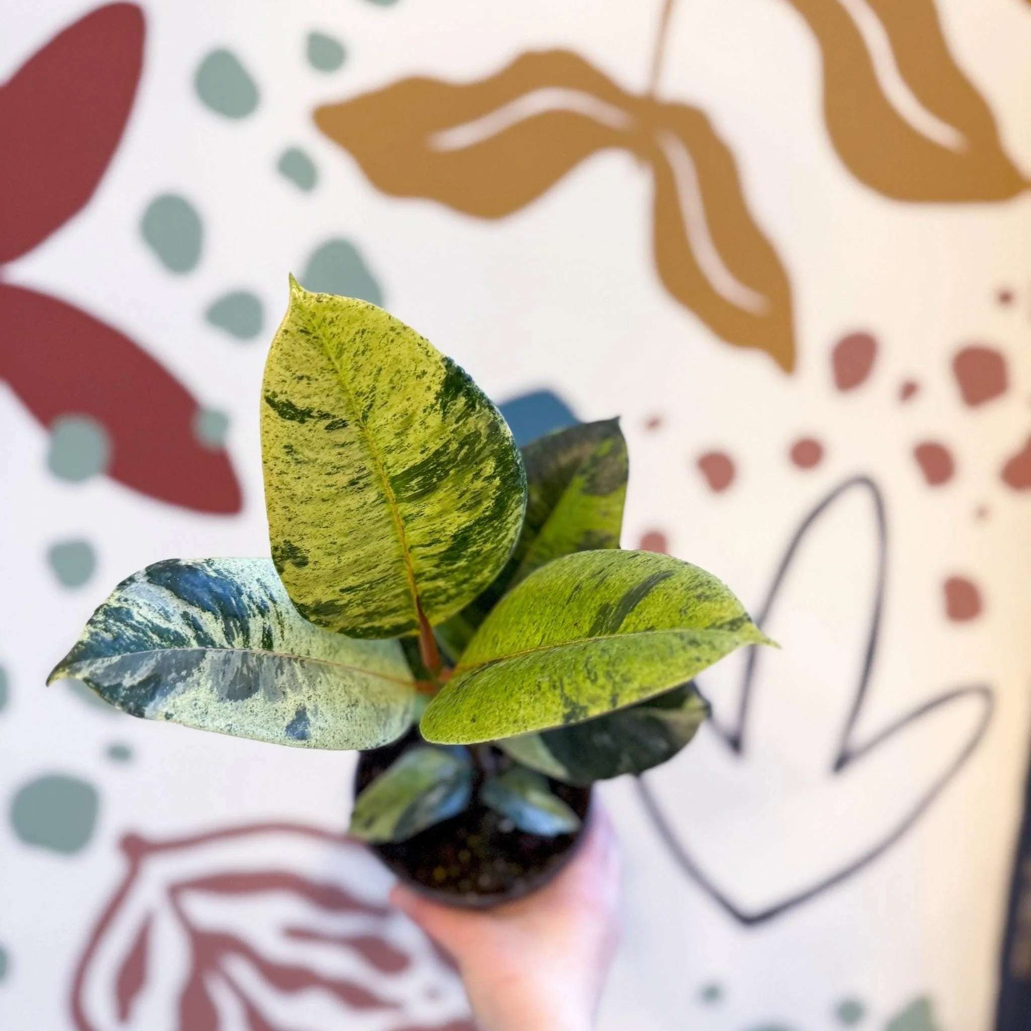 Ficus elastica 'Shivereana' - Moonshine Rubber Tree - Image 10
