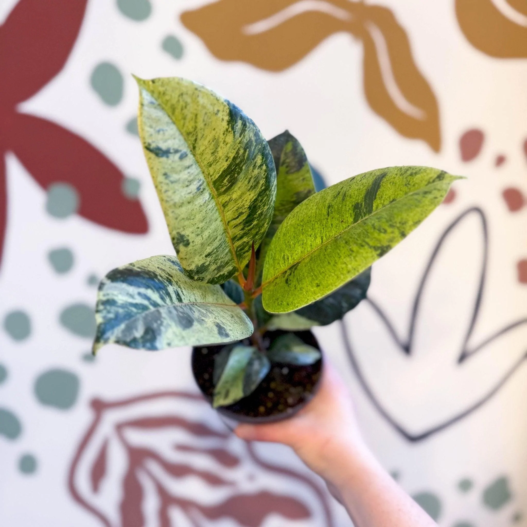 Ficus elastica 'Shivereana' - Moonshine Rubber Tree - Image 2