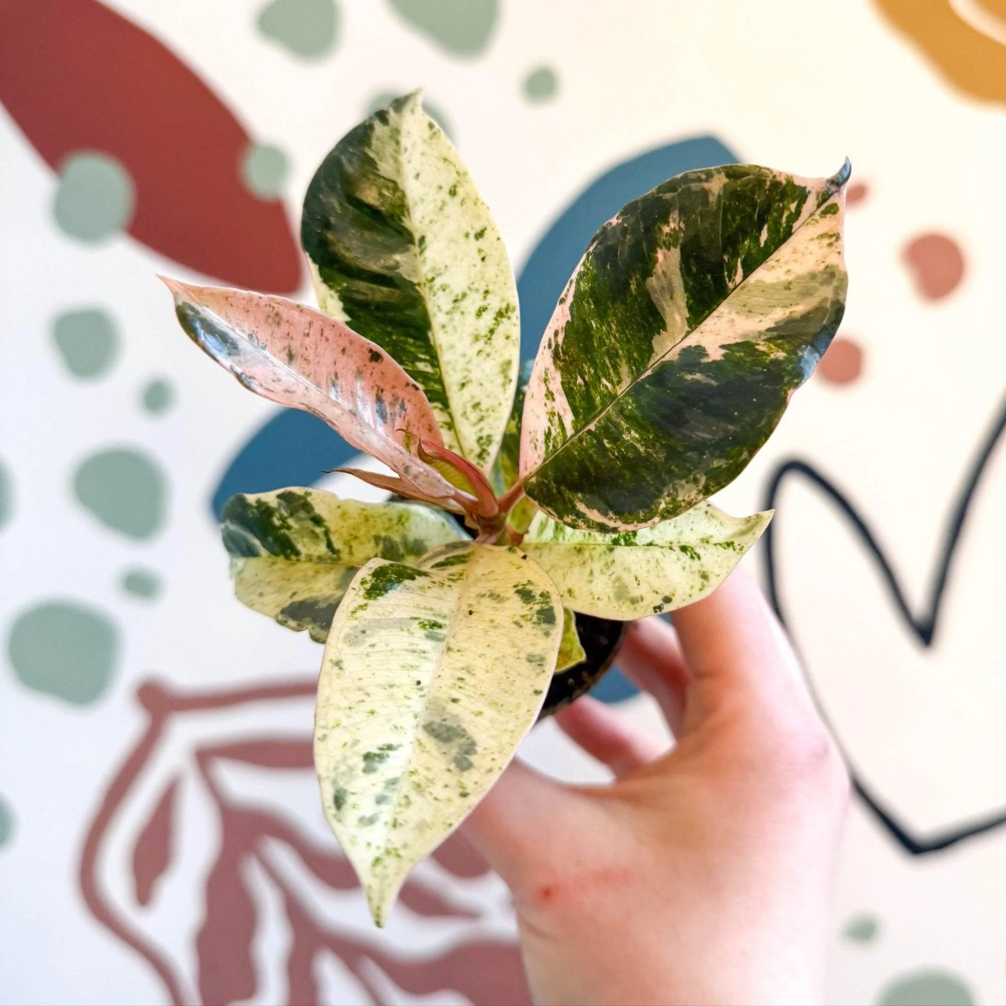 Ficus elastica 'Shivereana' - Moonshine Rubber Tree - Image 3