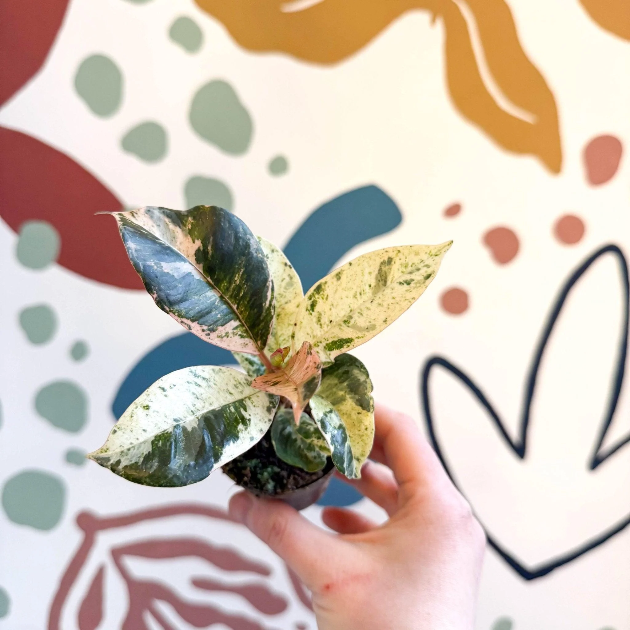 Ficus elastica 'Shivereana' - Moonshine Rubber Tree - Image 5