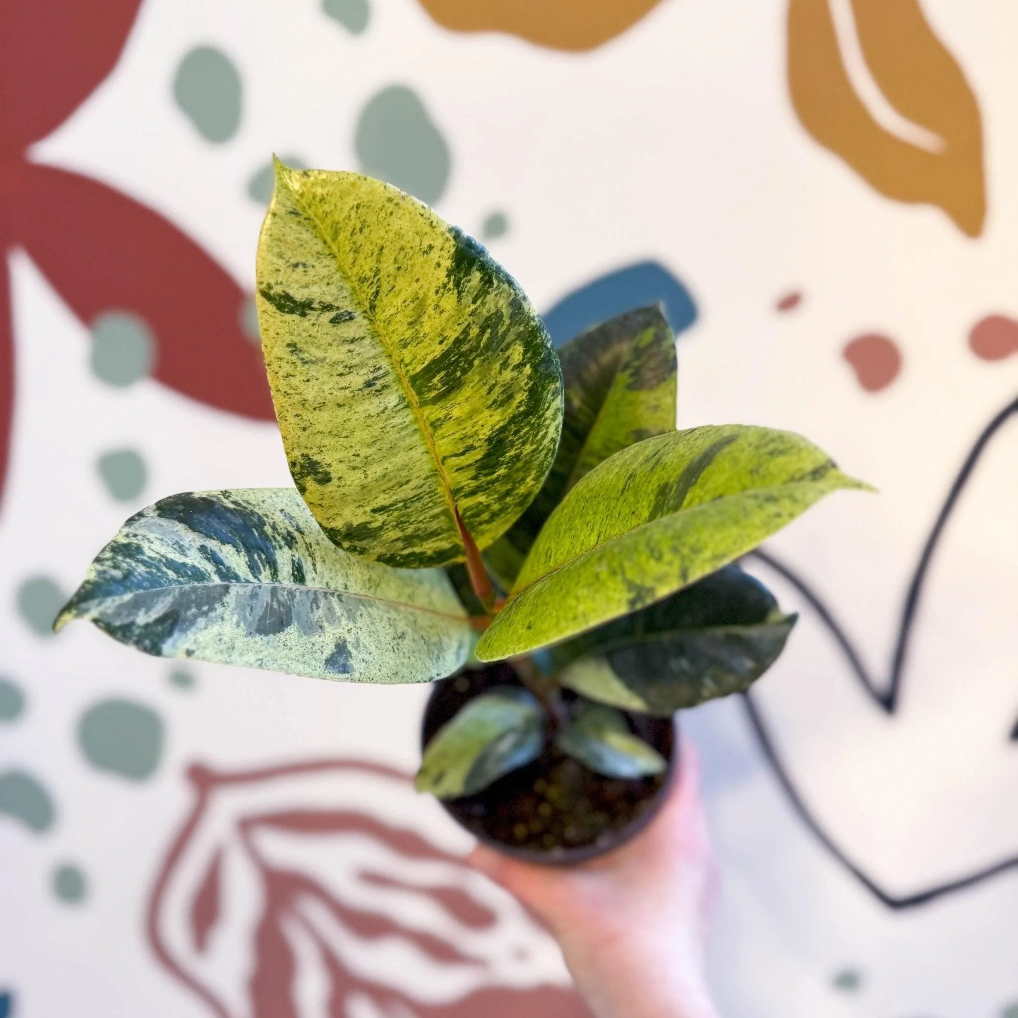 Ficus elastica 'Shivereana' - Moonshine Rubber Tree - Image 6