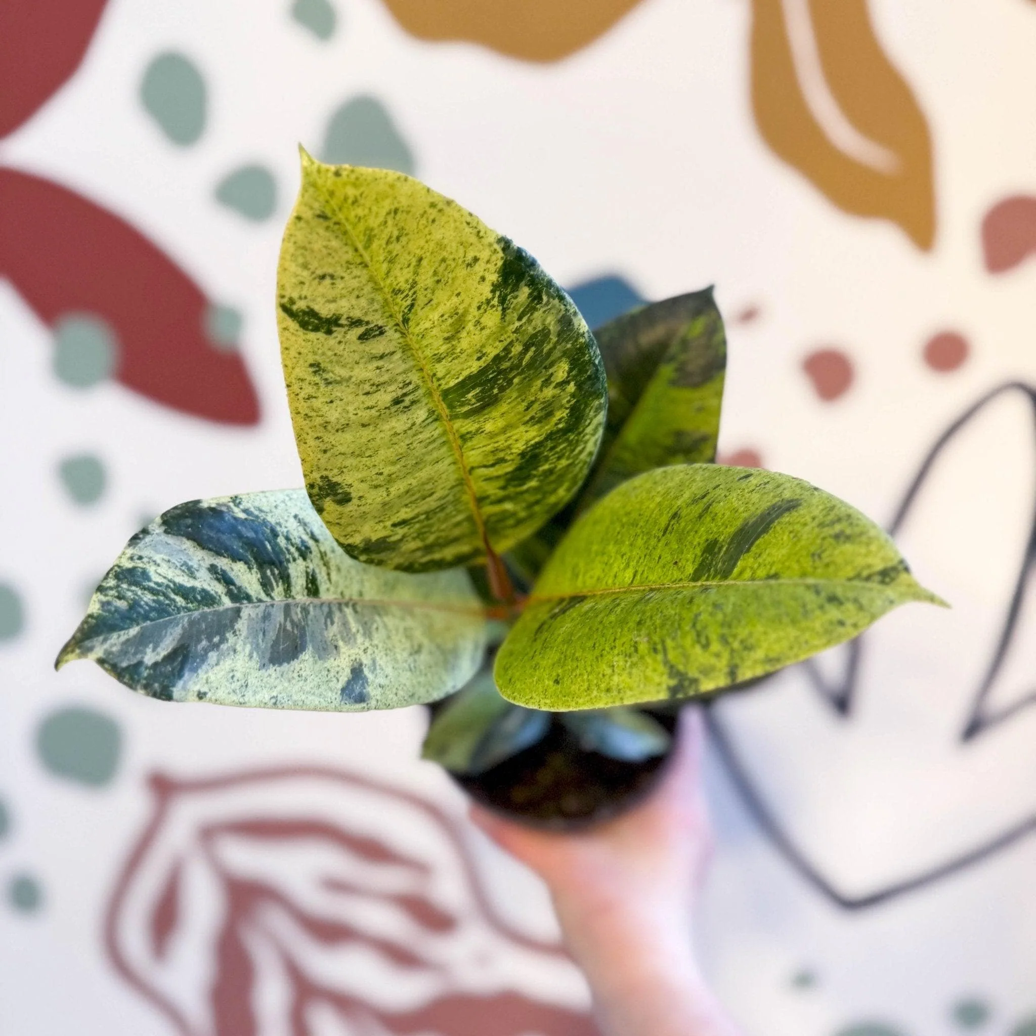 Ficus elastica 'Shivereana' - Moonshine Rubber Tree - Image 7