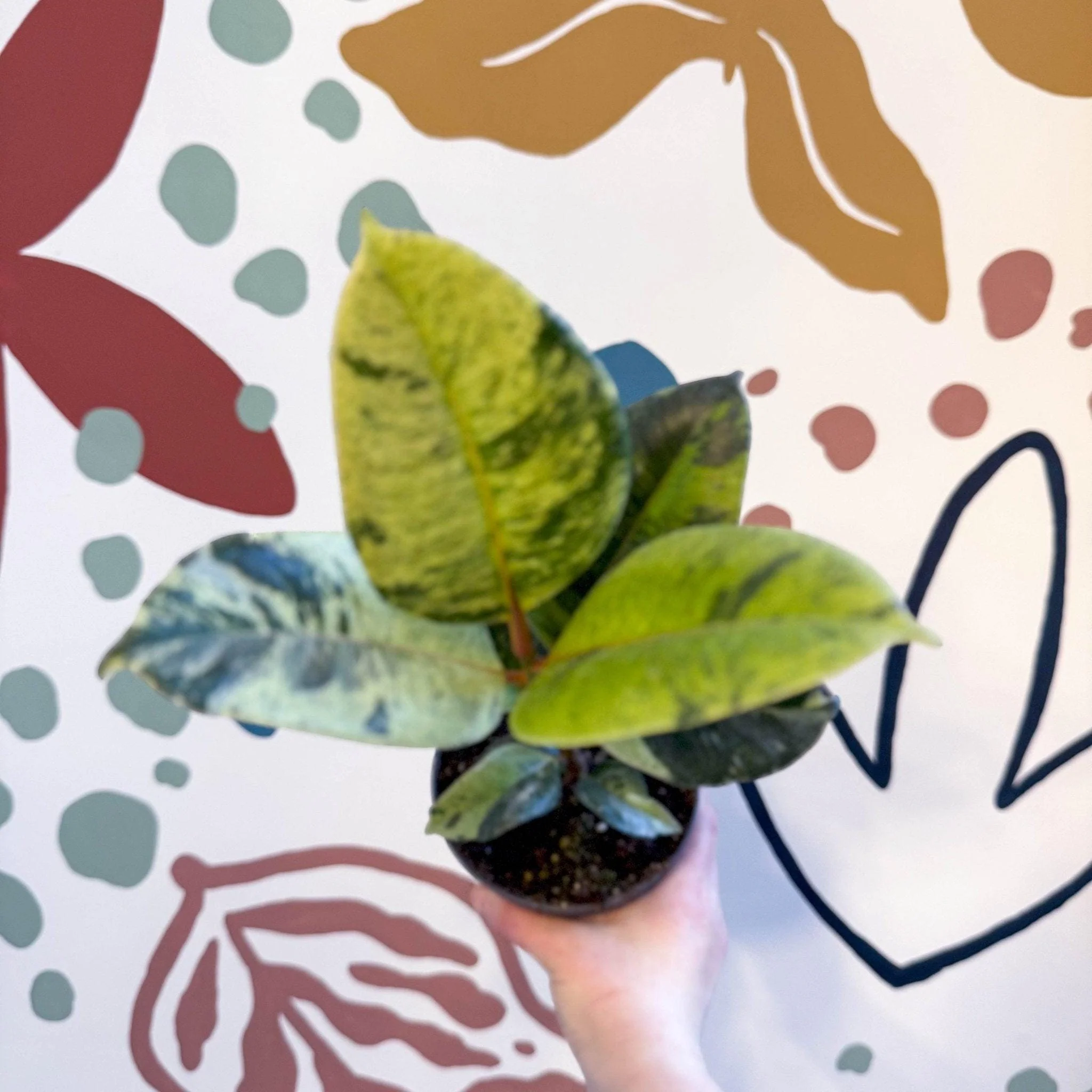 Ficus elastica 'Shivereana' - Moonshine Rubber Tree - Image 8