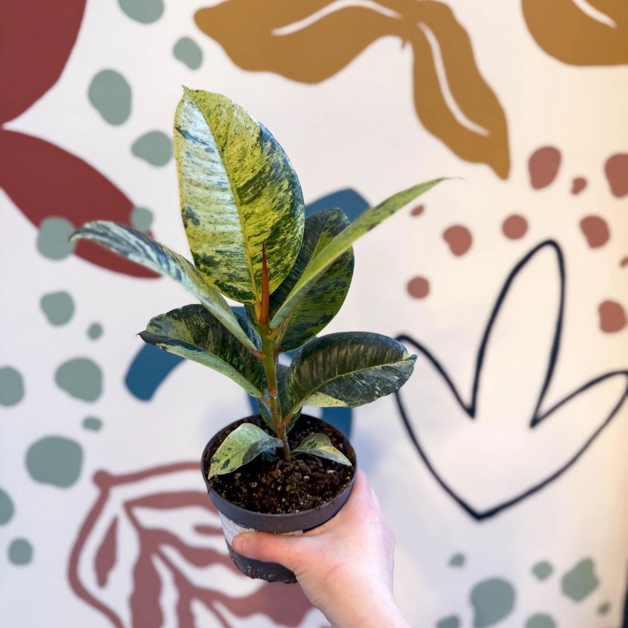 Ficus elastica 'Shivereana' - Moonshine Rubber Tree - Image 9