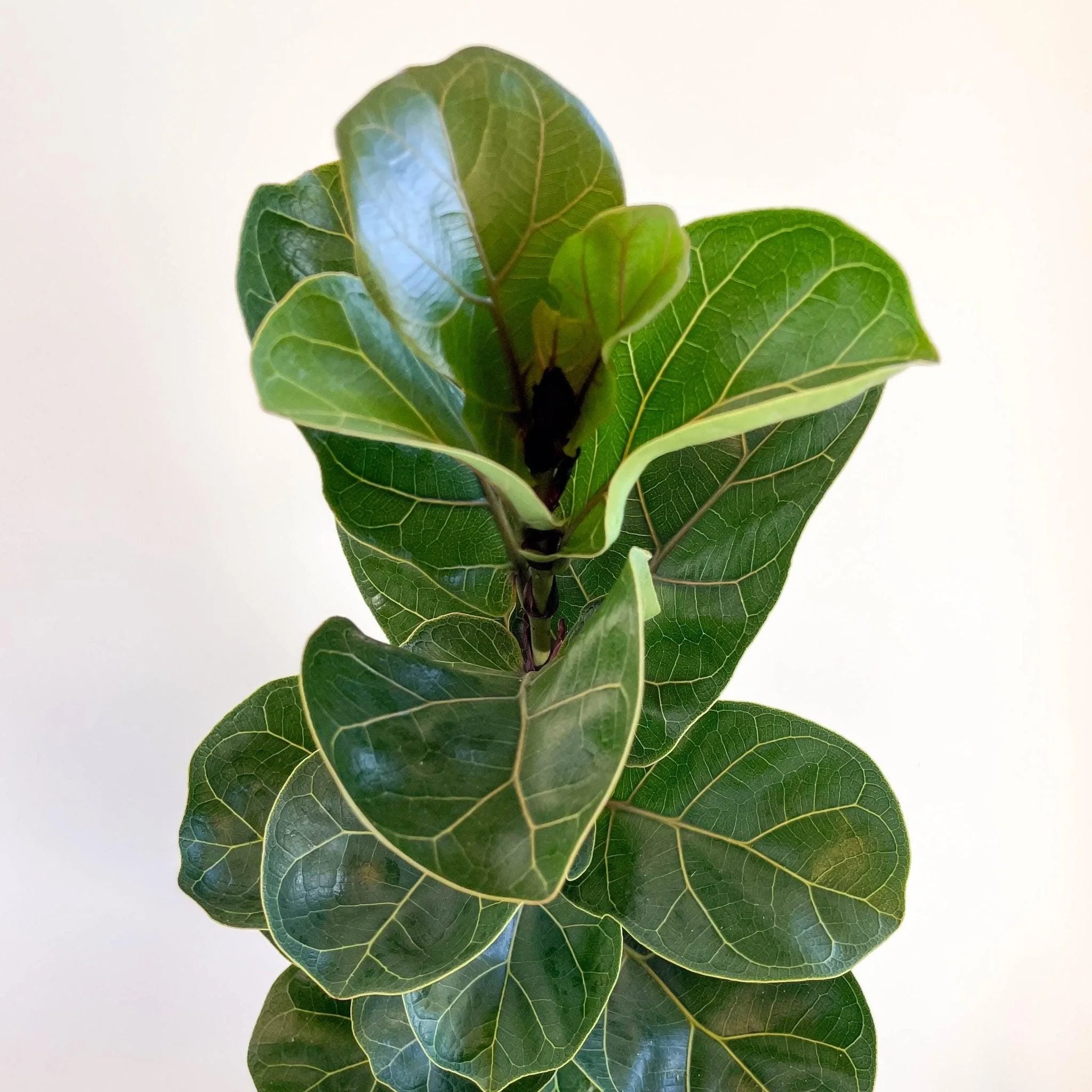 Ficus lyrata - Fiddle-Leaf Fig - Image 10