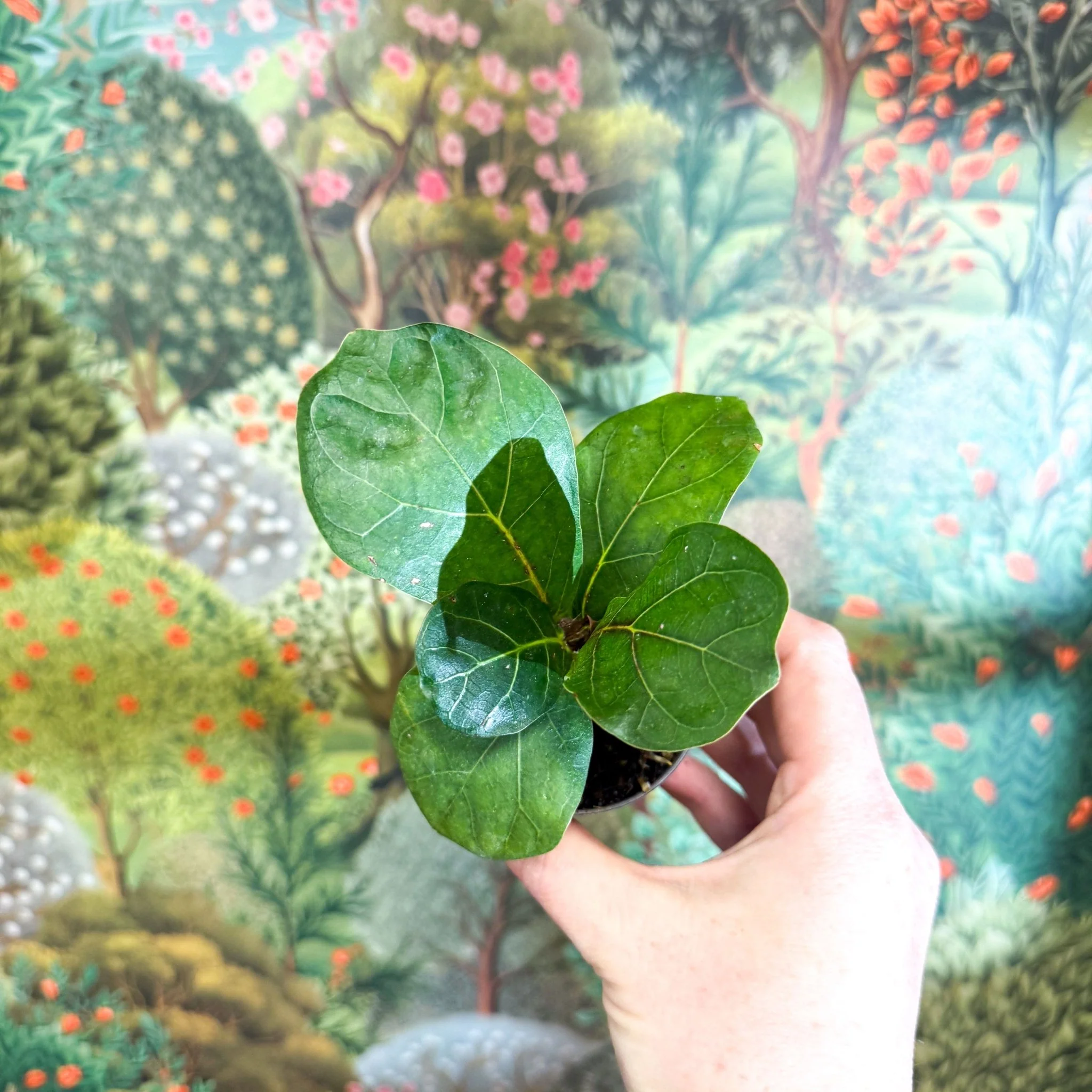 Ficus lyrata - Fiddle-Leaf Fig - Image 11
