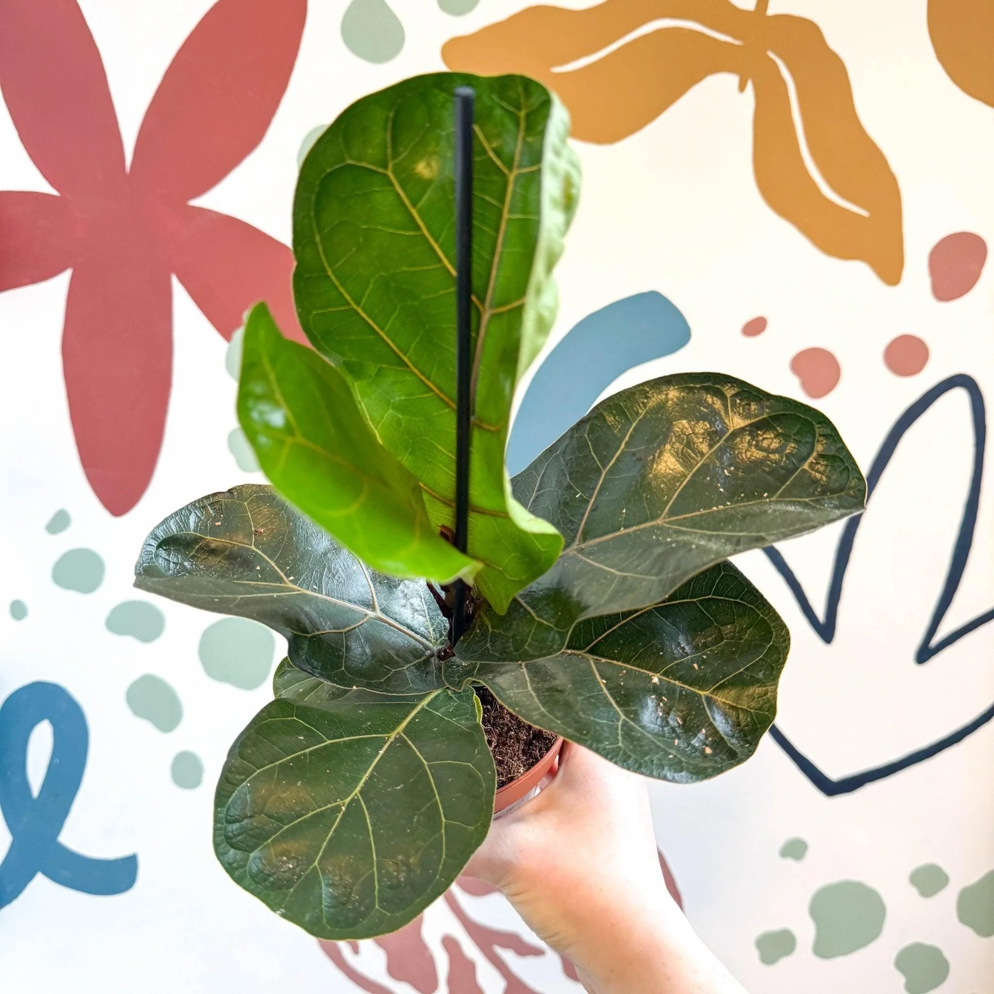 Ficus lyrata - Fiddle-Leaf Fig - Image 3