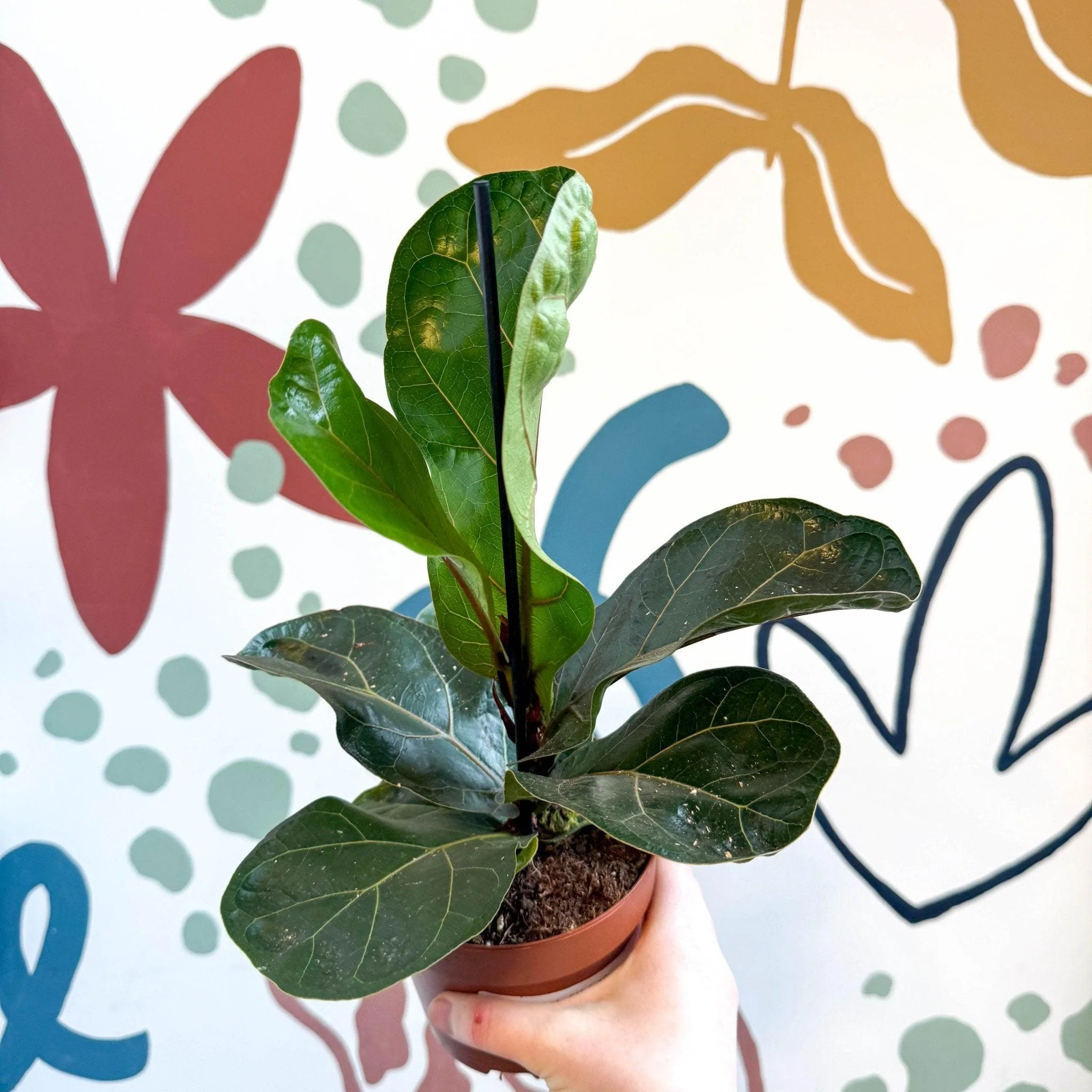 Ficus lyrata - Fiddle-Leaf Fig - Image 4