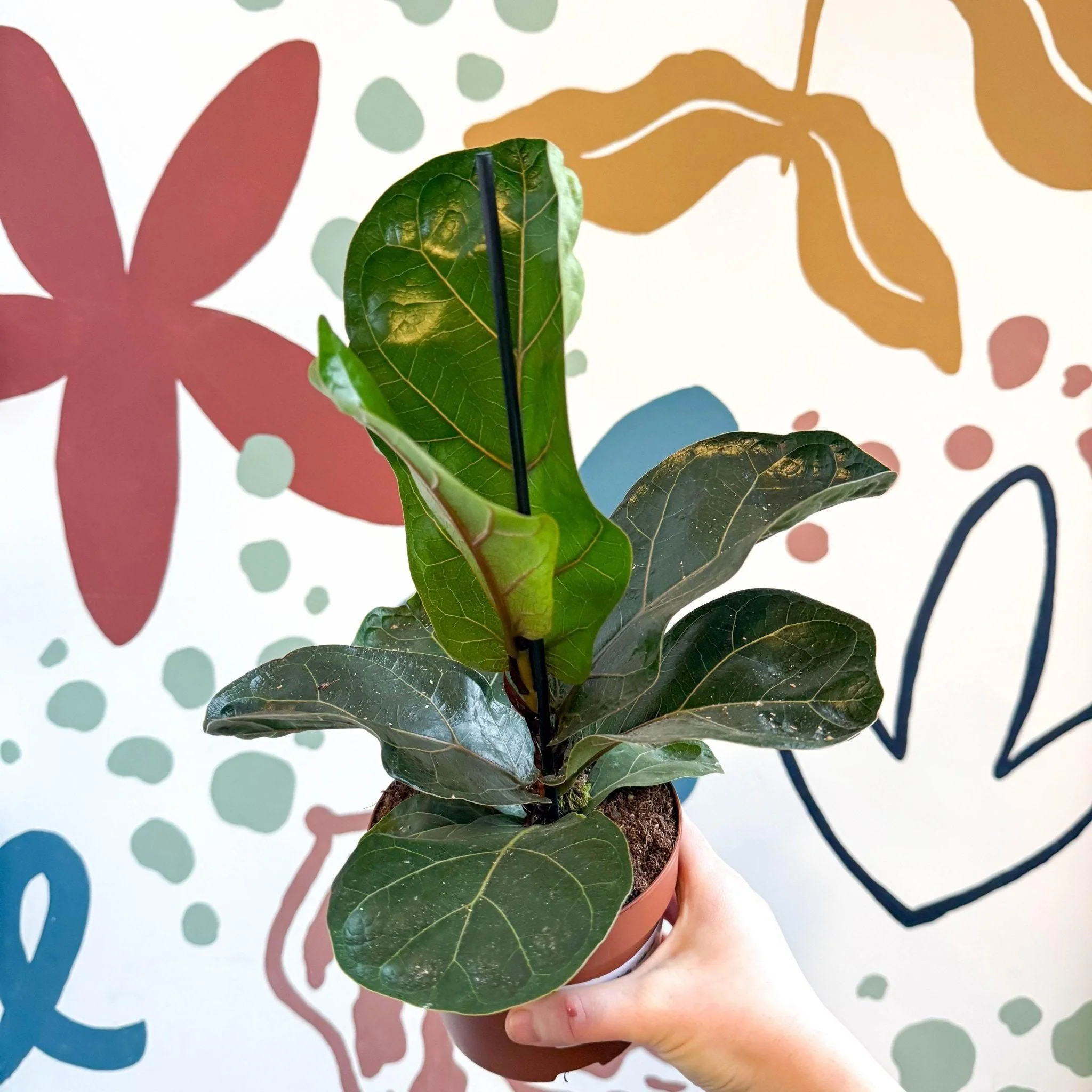 Ficus lyrata - Fiddle-Leaf Fig - Image 5