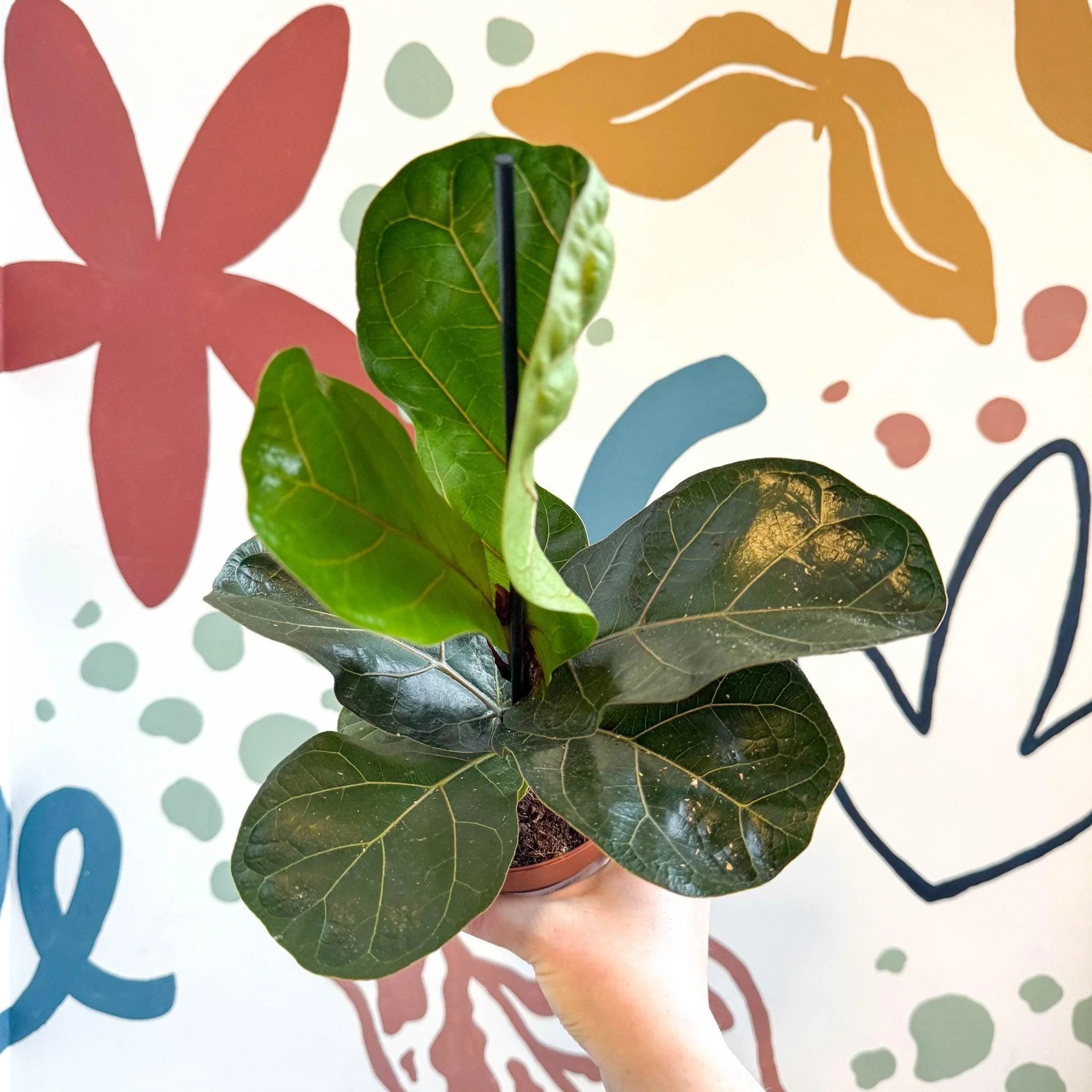 Ficus lyrata - Fiddle-Leaf Fig - Image 6