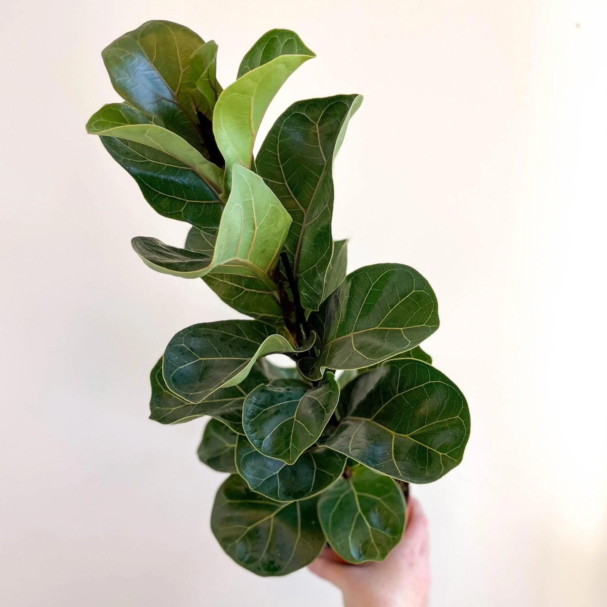 Ficus lyrata - Fiddle-Leaf Fig - Image 7