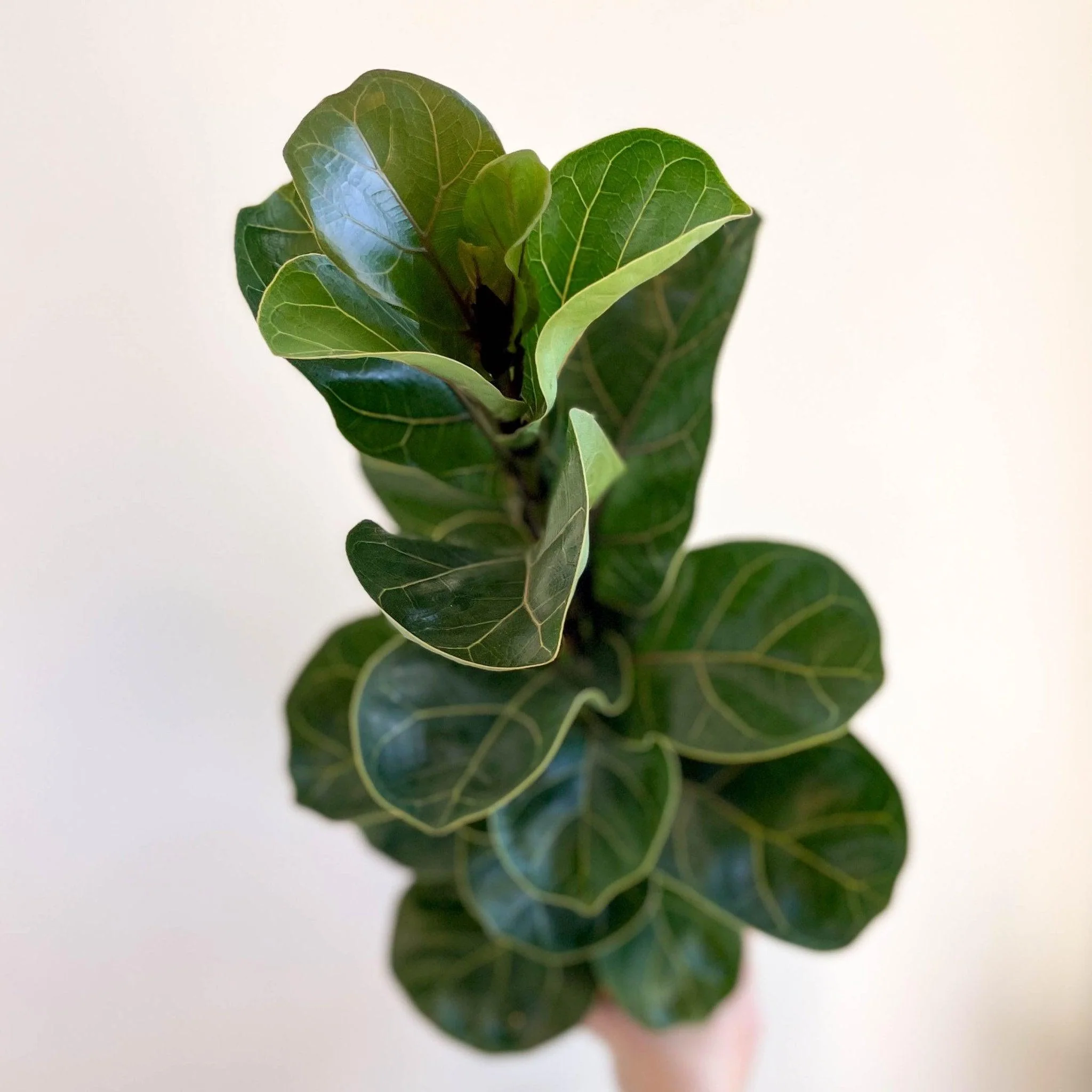 Ficus lyrata - Fiddle-Leaf Fig - Image 8