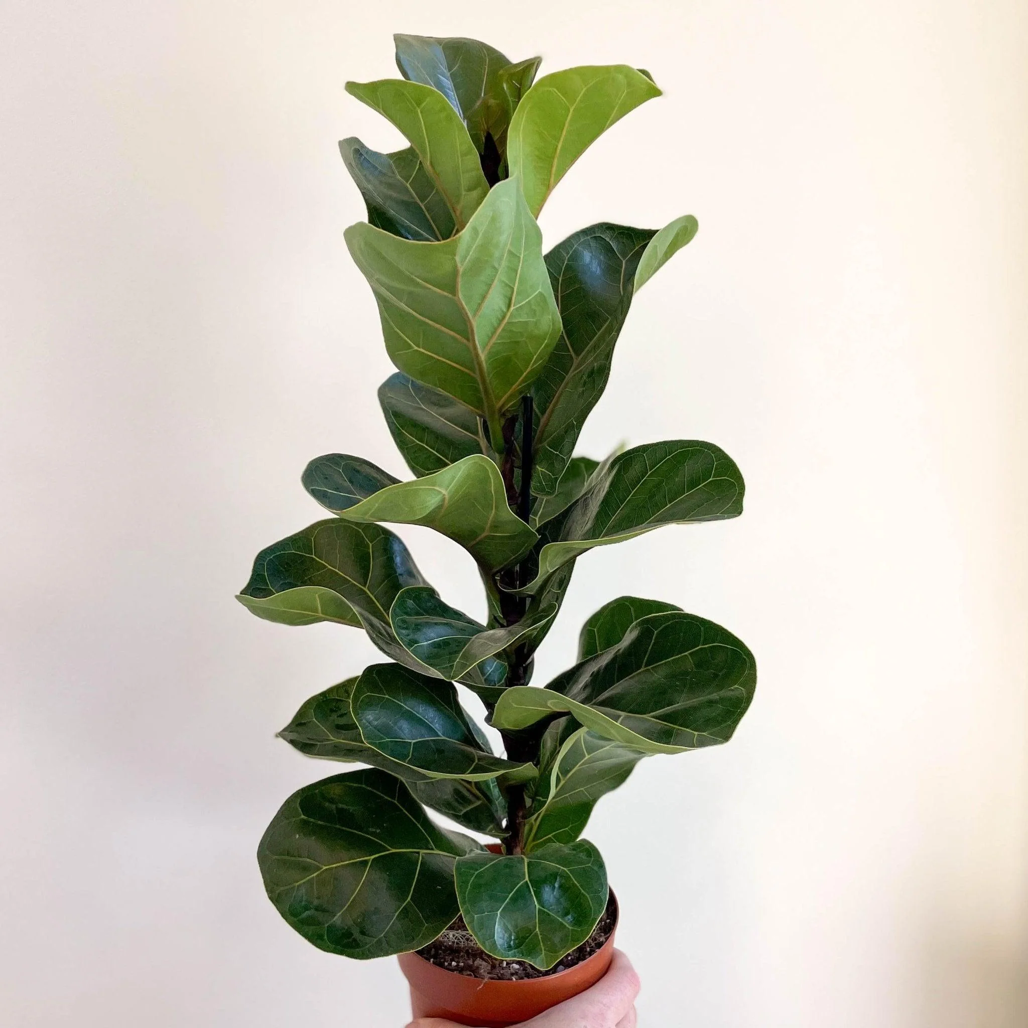 Ficus lyrata - Fiddle-Leaf Fig - Image 9