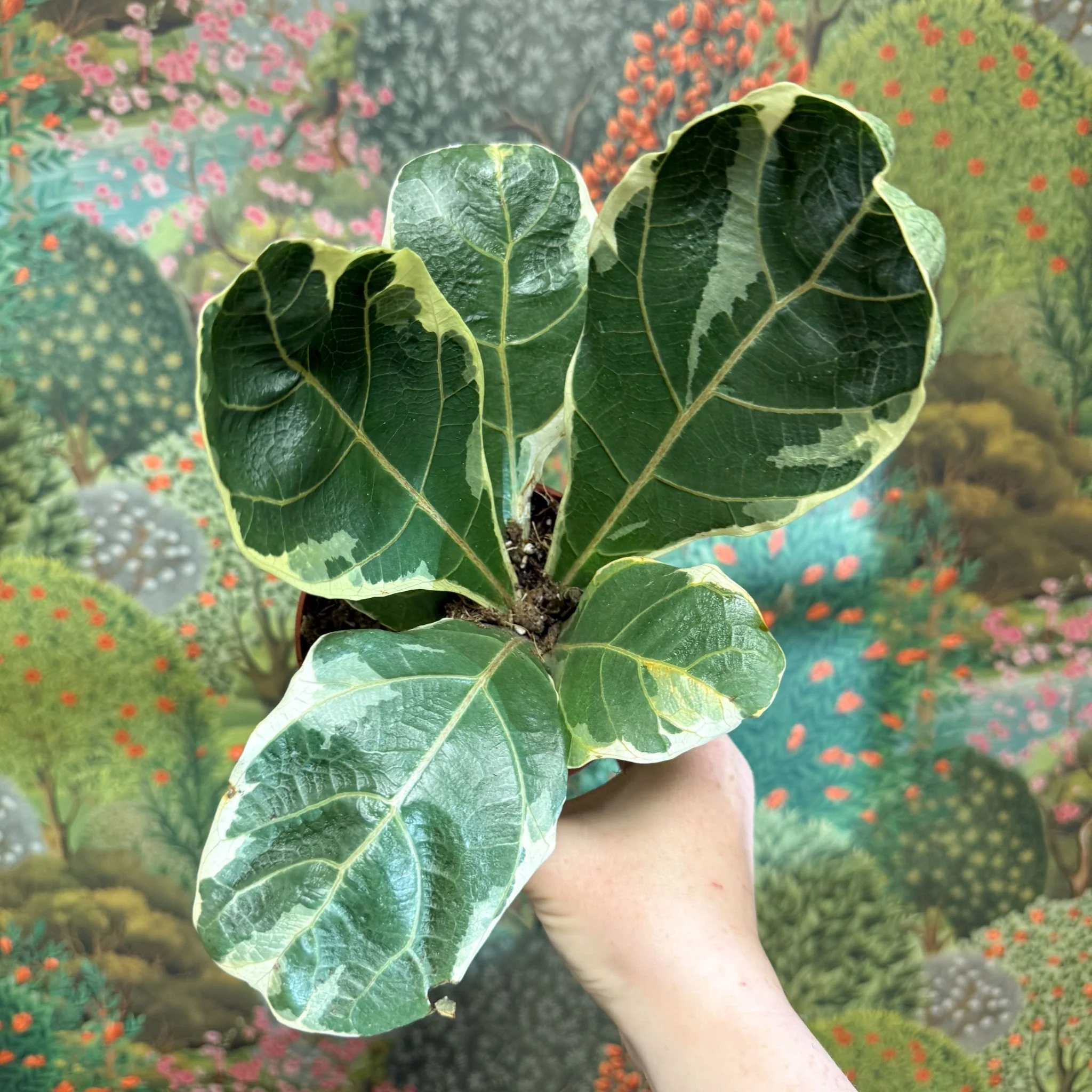 Ficus lyrata ‘Variegata’ – Variegated Fiddle-Leaf Fig