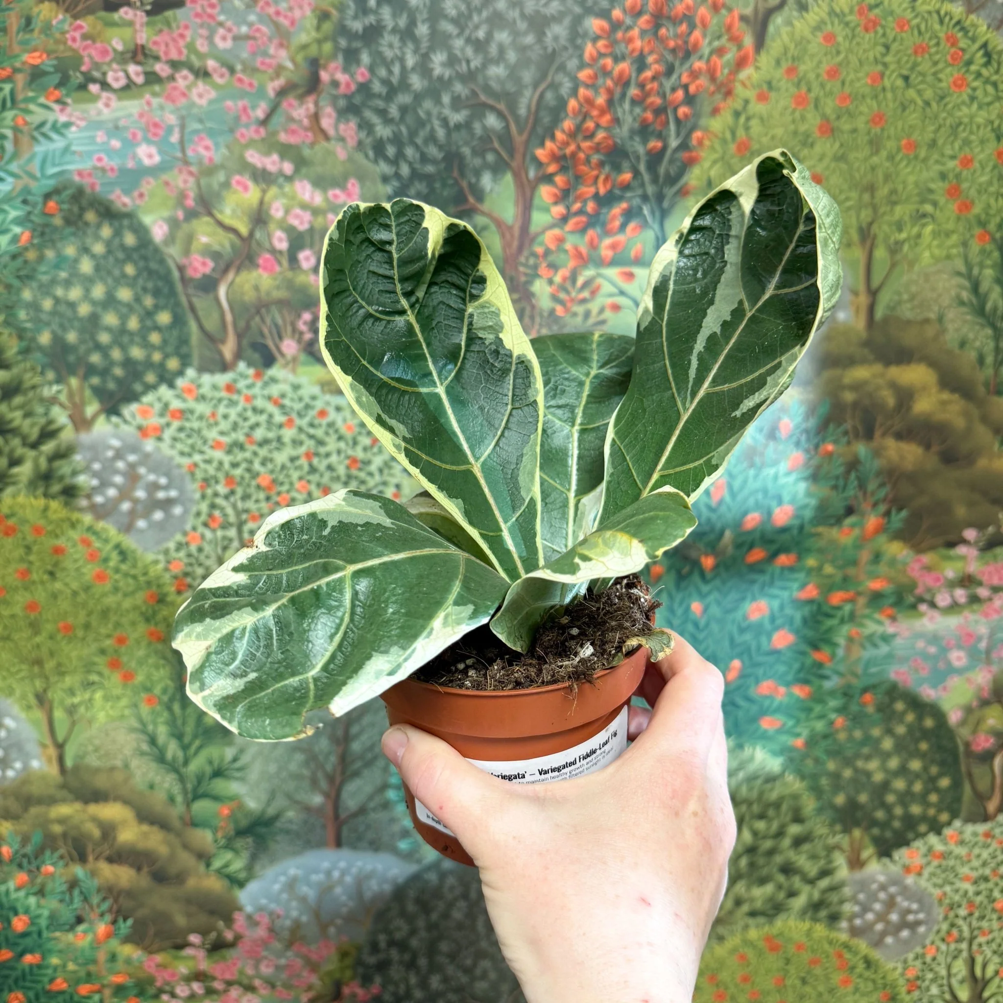 Ficus lyrata ‘Variegata’ – Variegated Fiddle-Leaf Fig - Image 2
