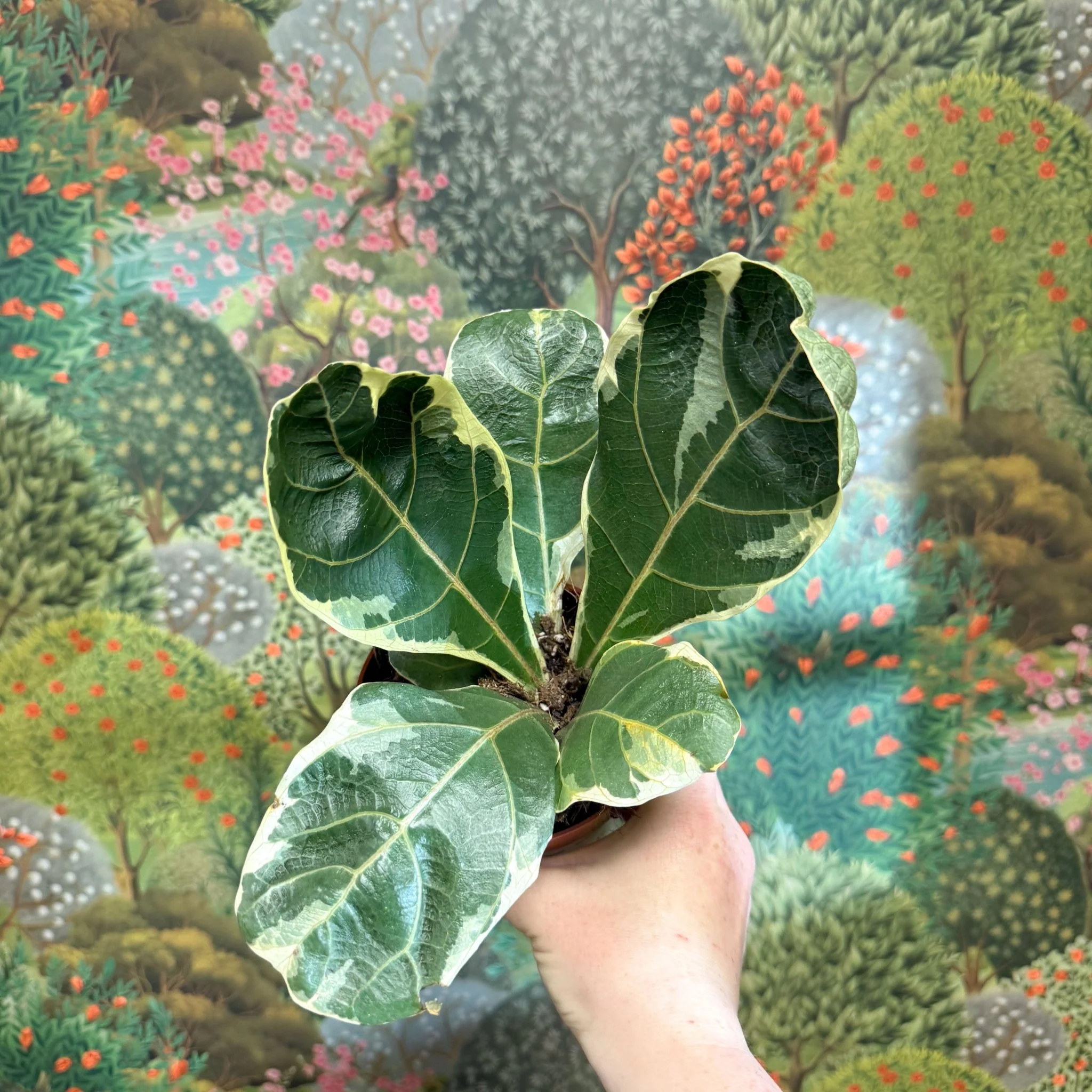 Ficus lyrata ‘Variegata’ – Variegated Fiddle-Leaf Fig - Image 3