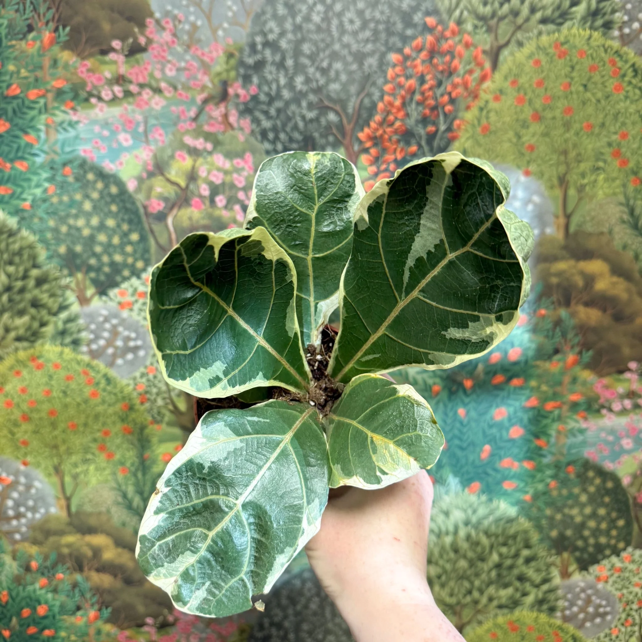 Ficus lyrata ‘Variegata’ – Variegated Fiddle-Leaf Fig - Image 4