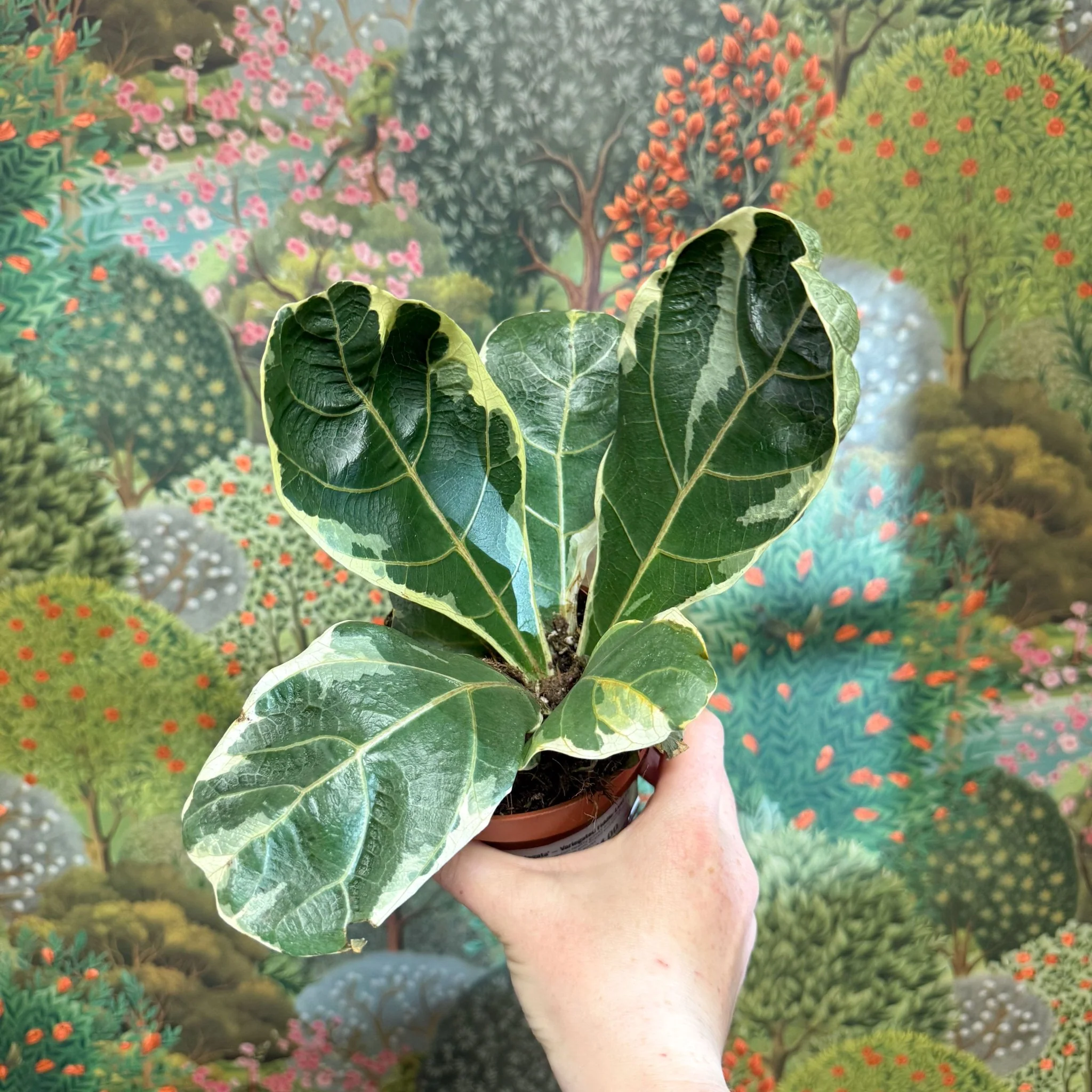 Ficus lyrata ‘Variegata’ – Variegated Fiddle-Leaf Fig - Image 5