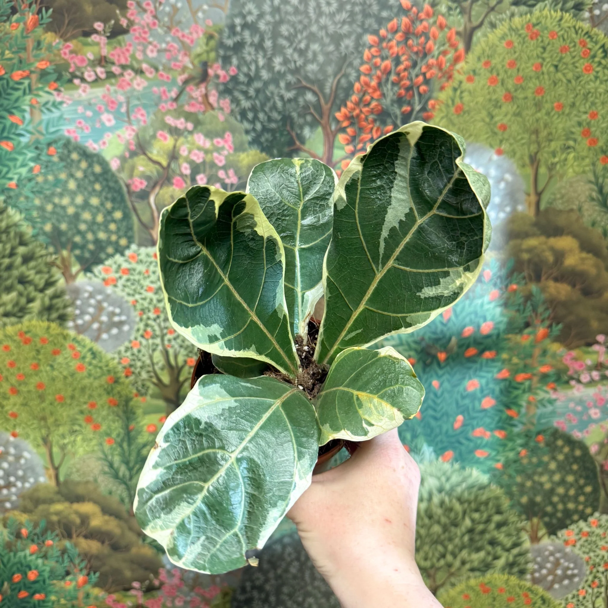 Ficus lyrata ‘Variegata’ – Variegated Fiddle-Leaf Fig - Image 6
