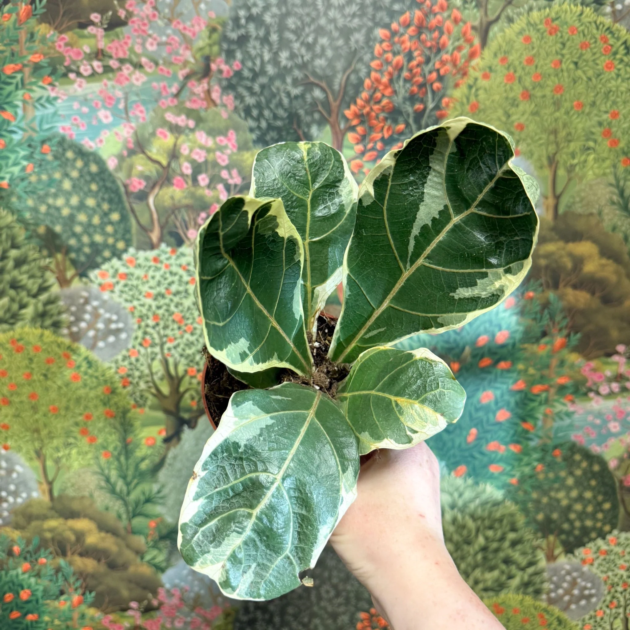 Ficus lyrata ‘Variegata’ – Variegated Fiddle-Leaf Fig - Image 7