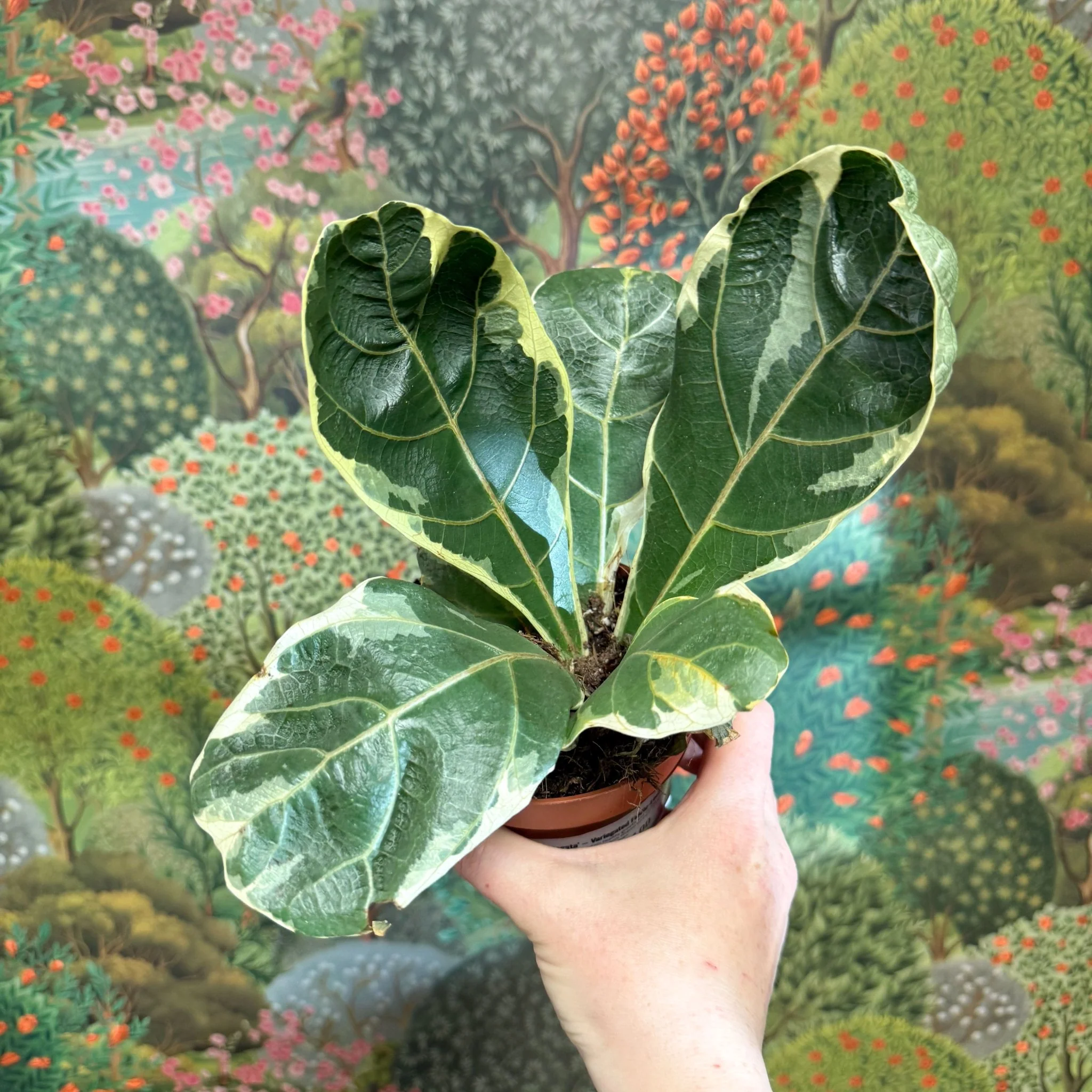 Ficus lyrata ‘Variegata’ – Variegated Fiddle-Leaf Fig - Image 8