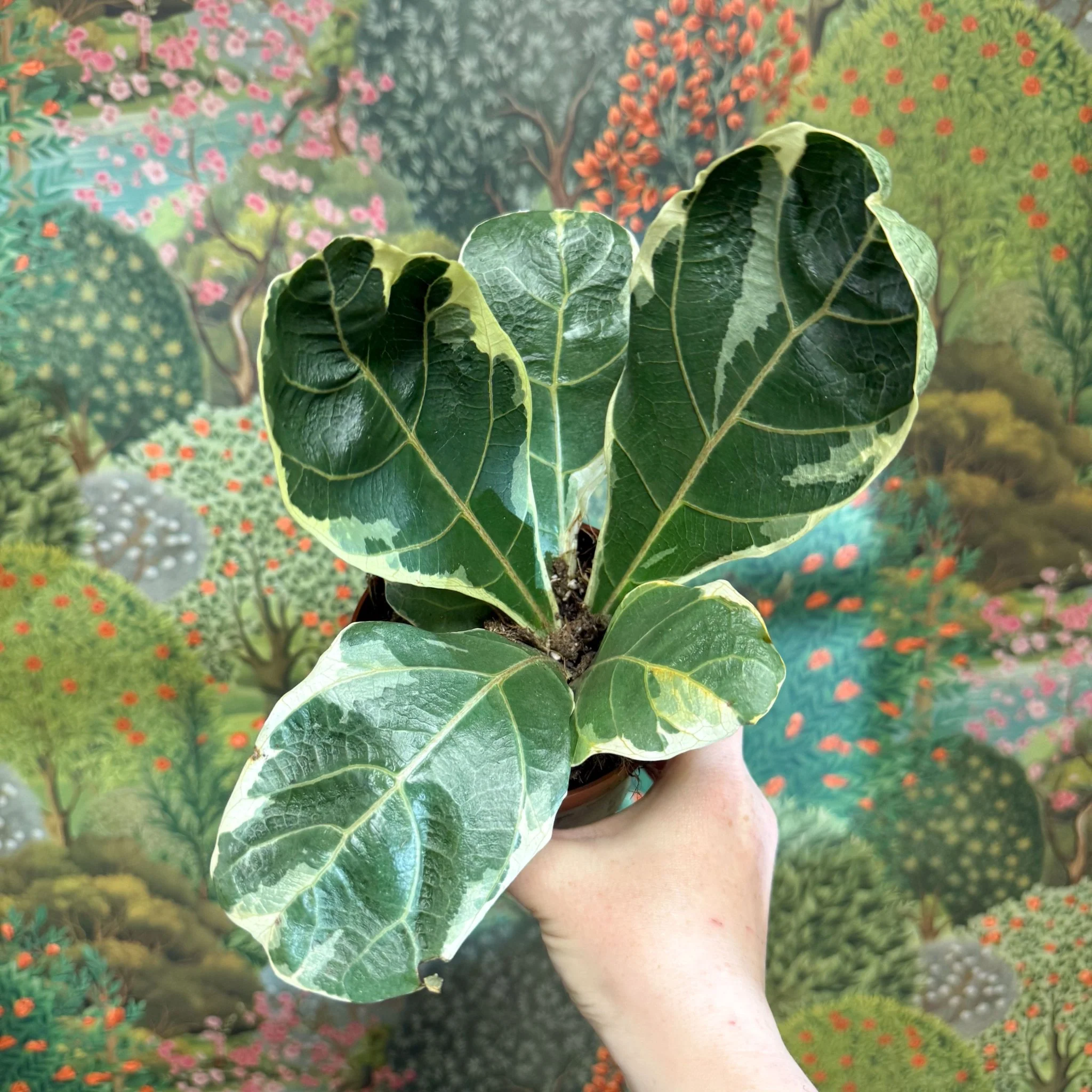 Ficus lyrata ‘Variegata’ – Variegated Fiddle-Leaf Fig - Image 9