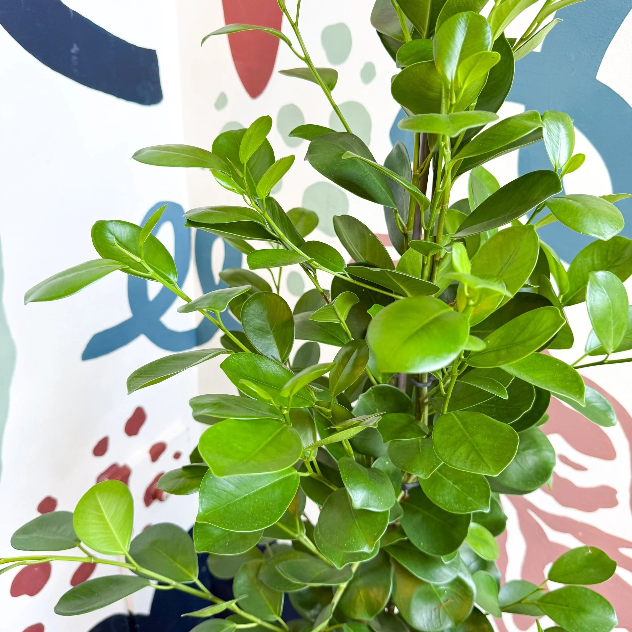 Ficus microcarpa ‘Moclame’ – Indian Laurel Fig - Image 10