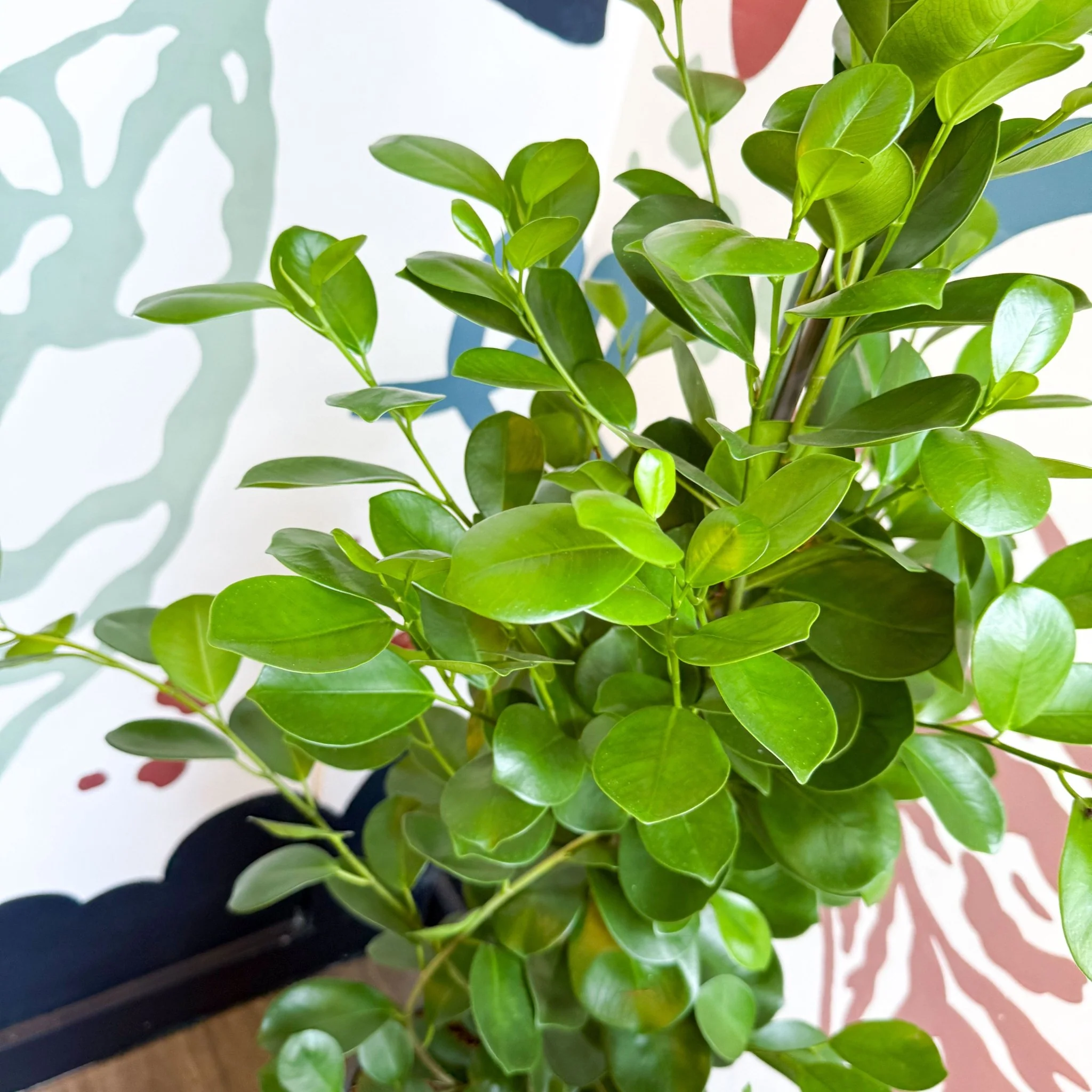 Ficus microcarpa ‘Moclame’ – Indian Laurel Fig - Image 11