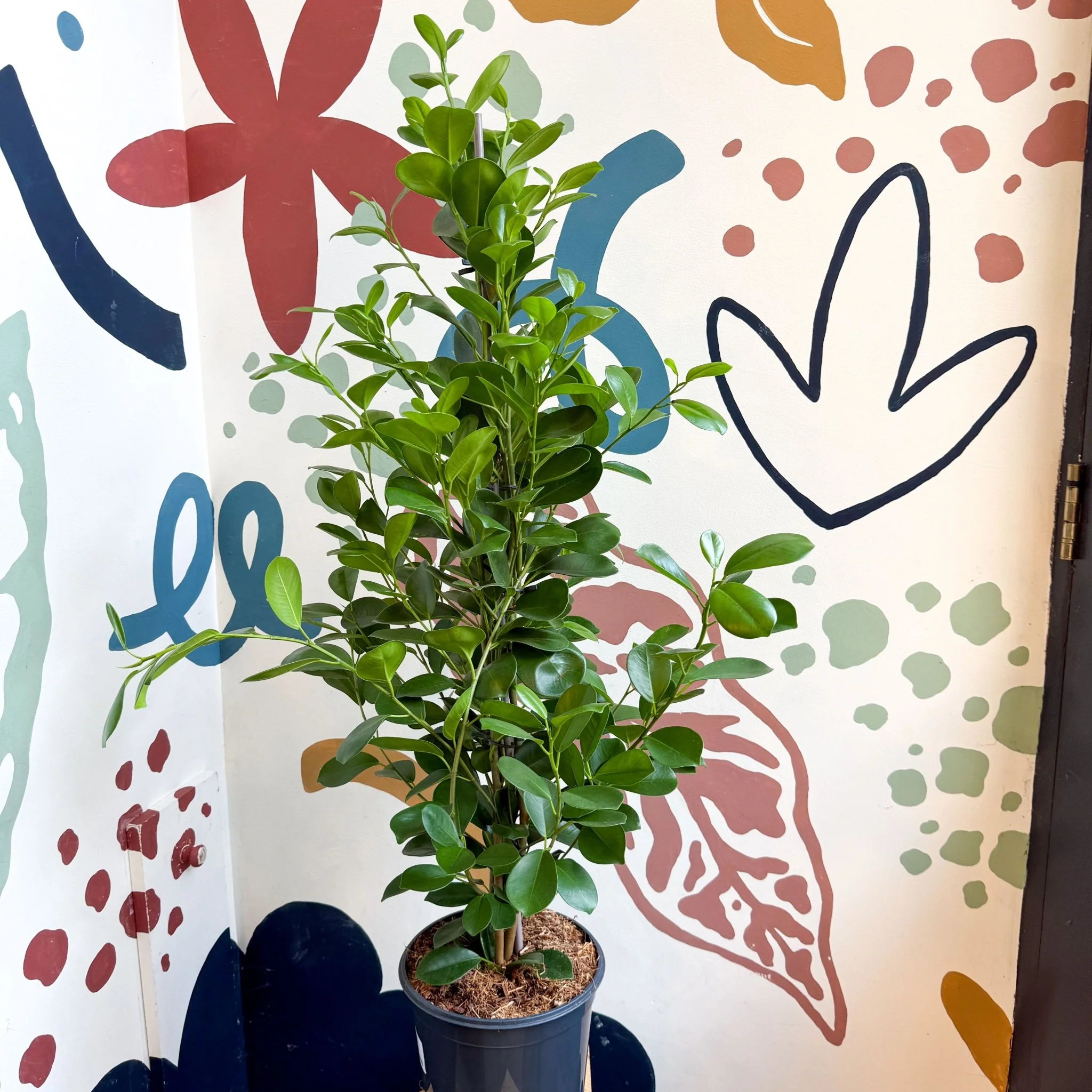 Ficus microcarpa ‘Moclame’ – Indian Laurel Fig - Image 12