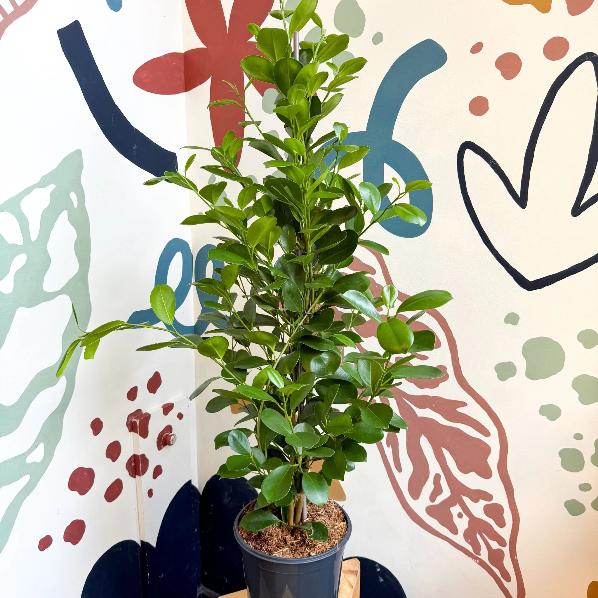 Ficus microcarpa ‘Moclame’ – Indian Laurel Fig - Image 13