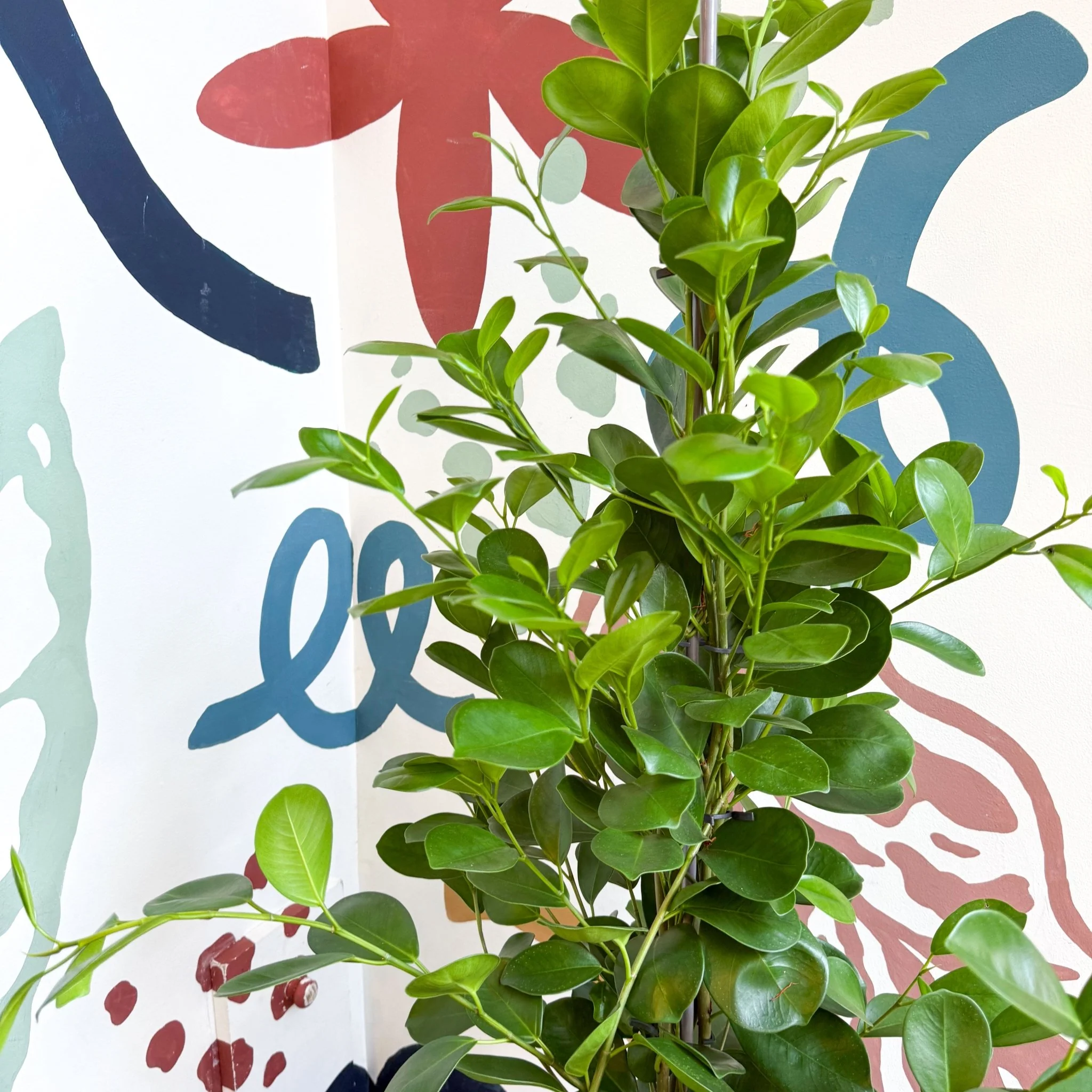 Ficus microcarpa ‘Moclame’ – Indian Laurel Fig - Image 16