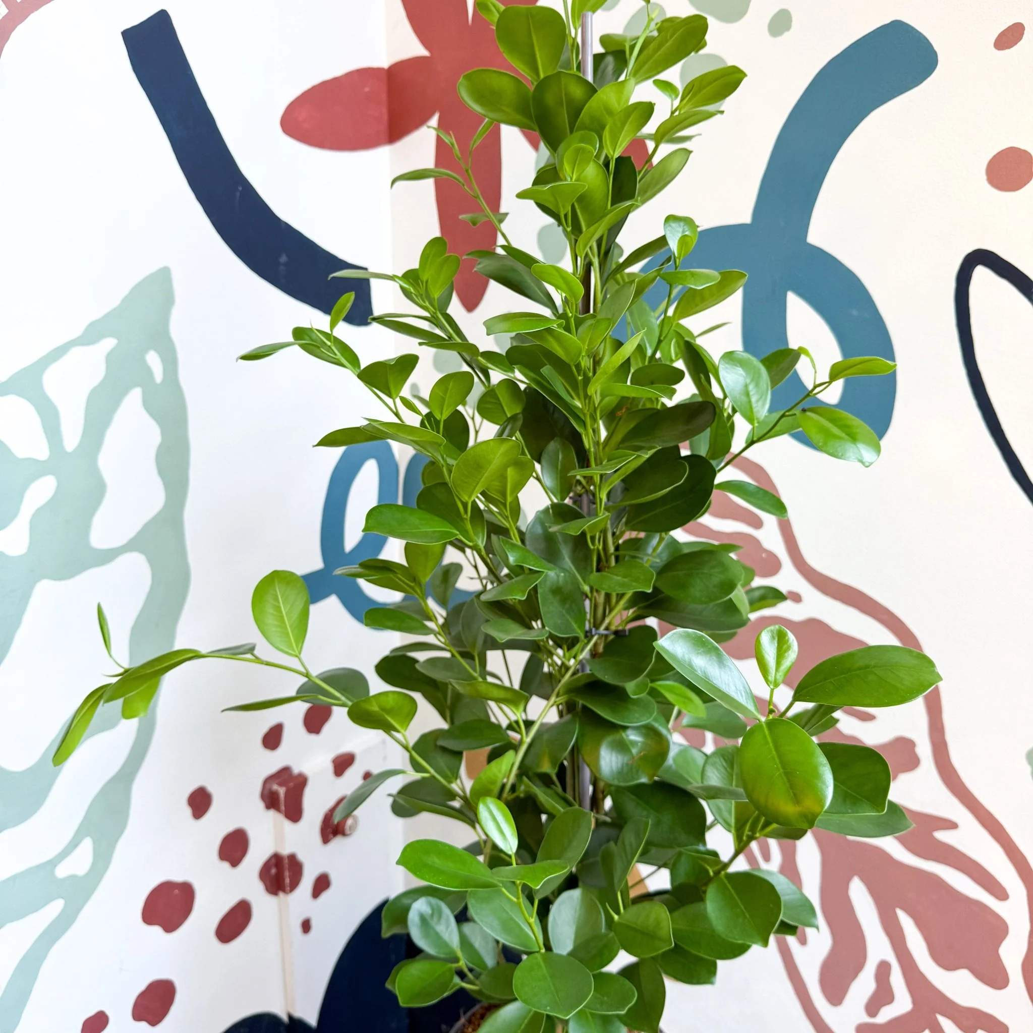 Ficus microcarpa ‘Moclame’ – Indian Laurel Fig - Image 17