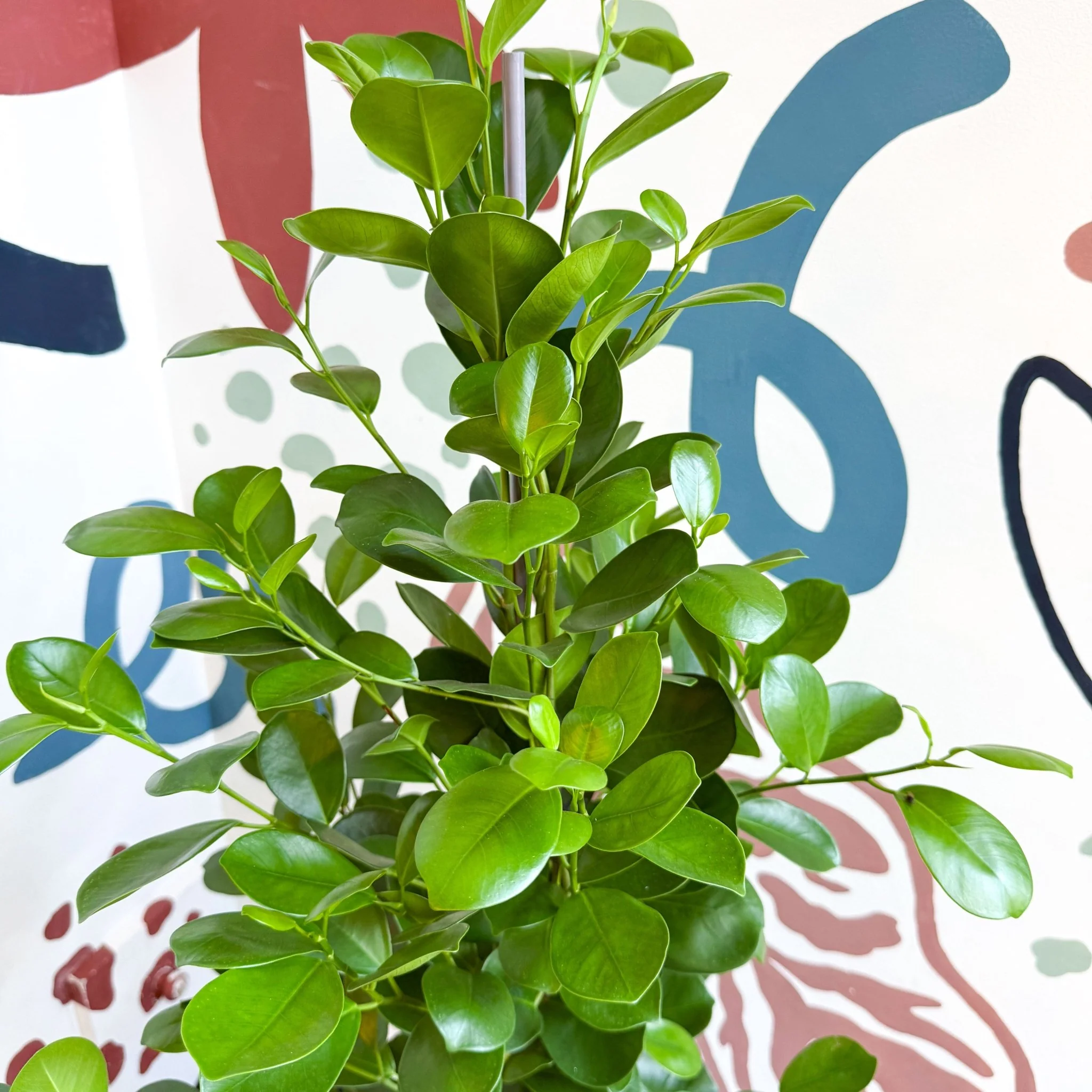 Ficus microcarpa ‘Moclame’ – Indian Laurel Fig - Image 19