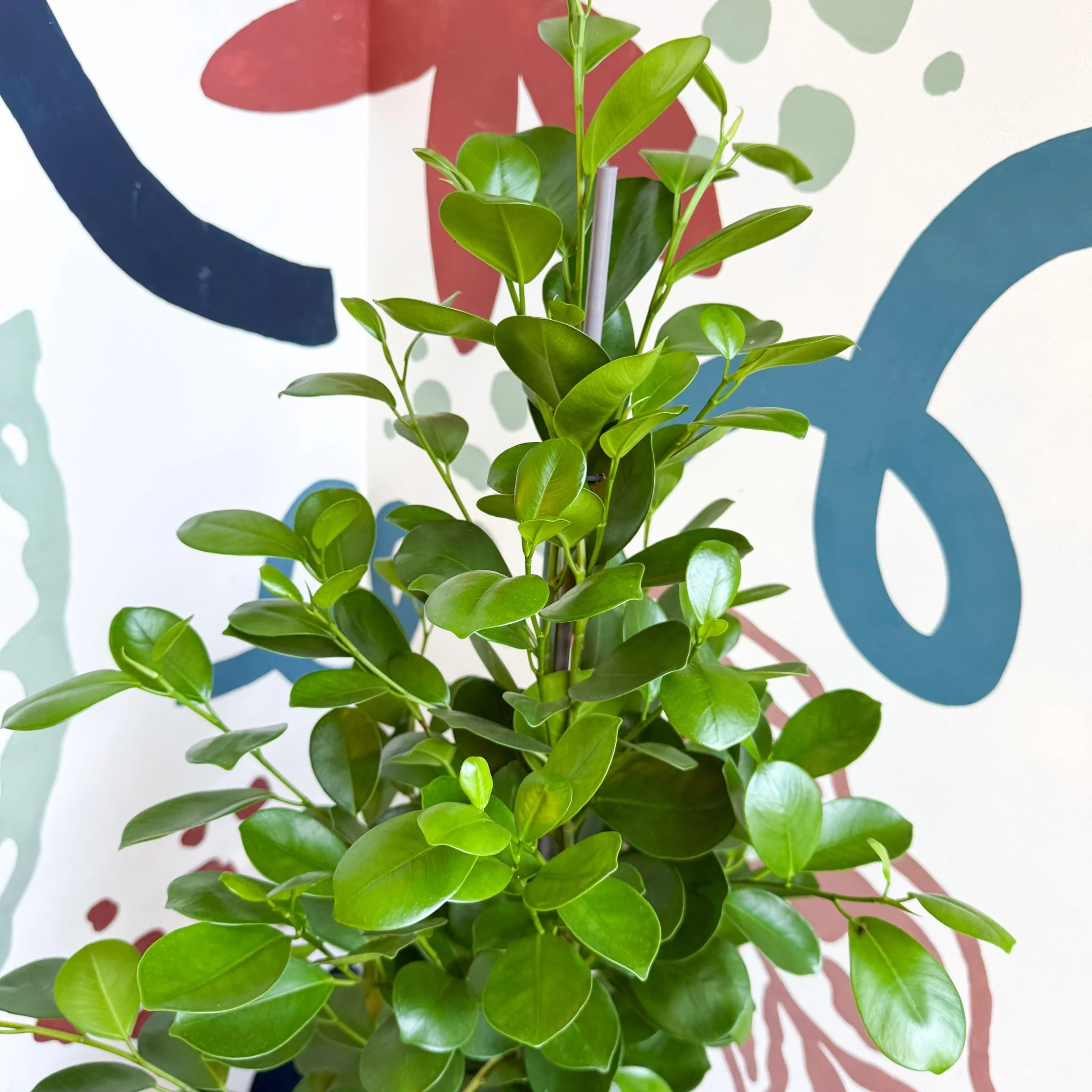 Ficus microcarpa ‘Moclame’ – Indian Laurel Fig - Image 20