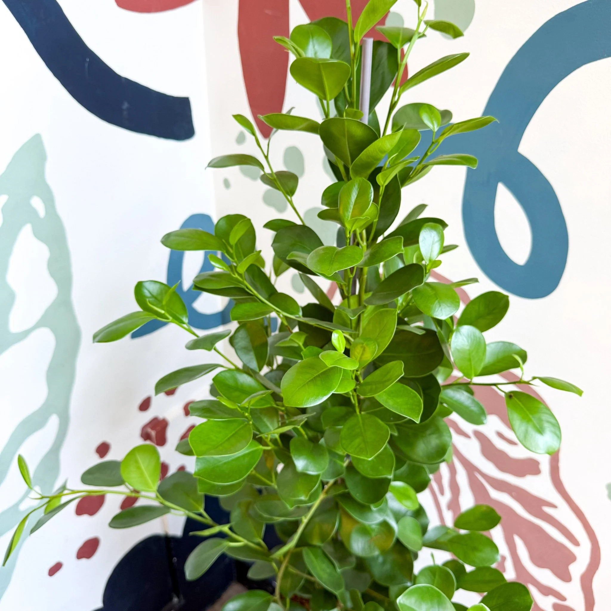 Ficus microcarpa ‘Moclame’ – Indian Laurel Fig - Image 21