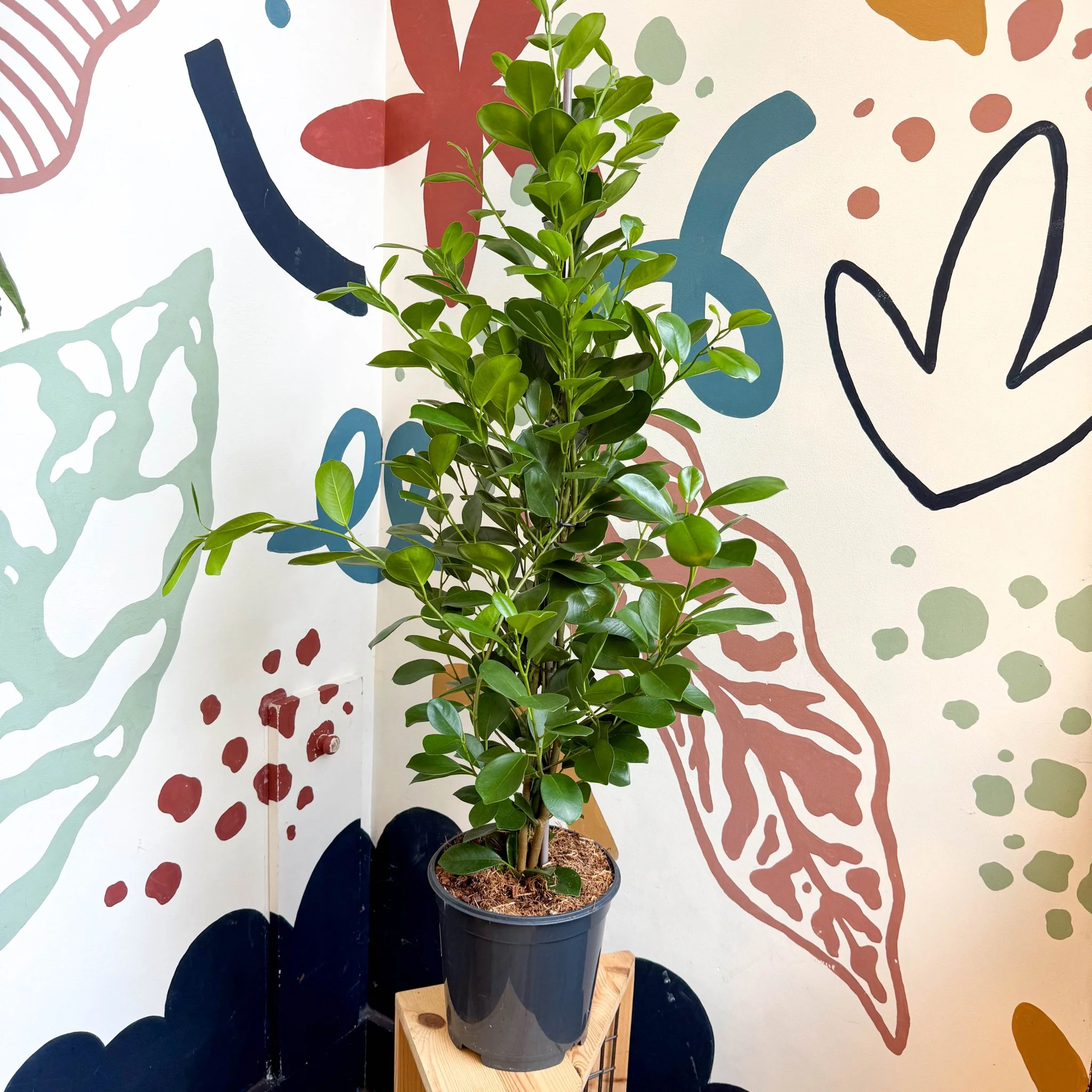 Ficus microcarpa ‘Moclame’ – Indian Laurel Fig - Image 3