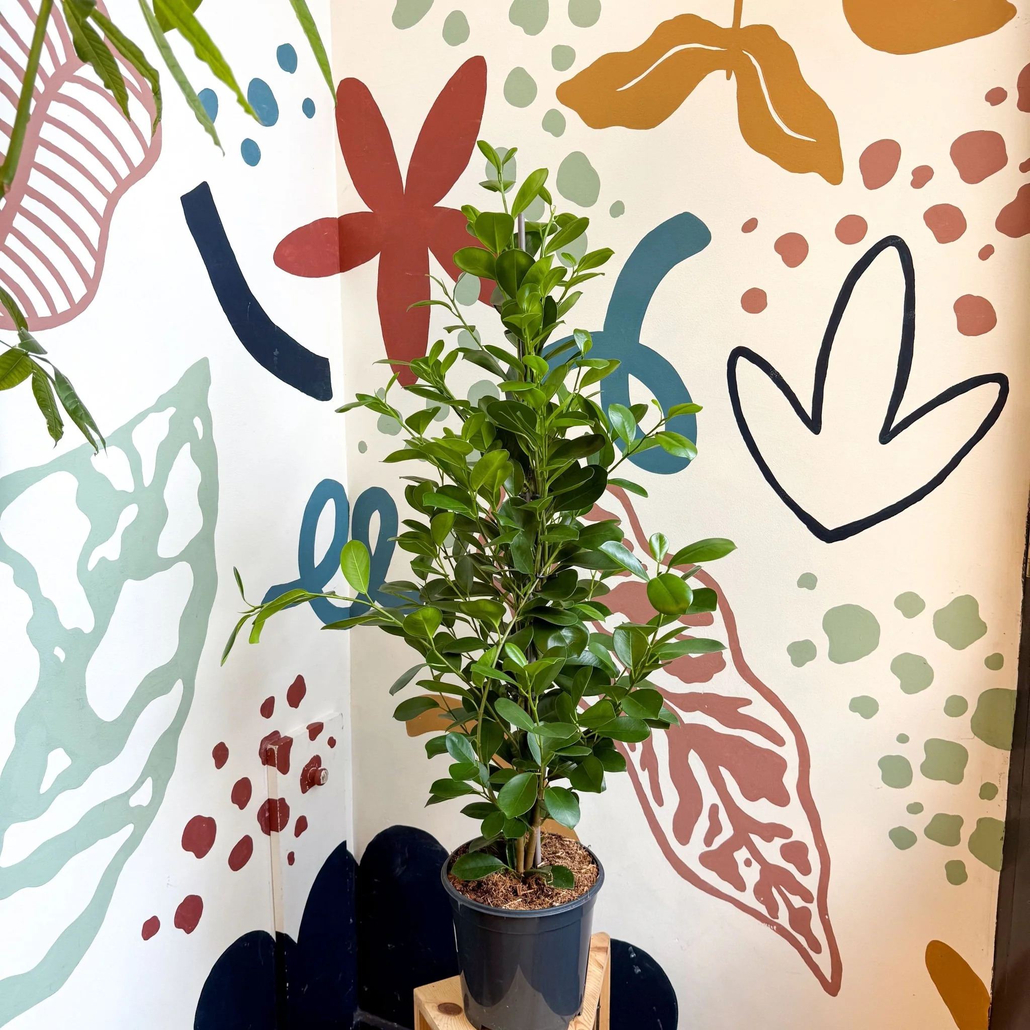 Ficus microcarpa ‘Moclame’ – Indian Laurel Fig - Image 4