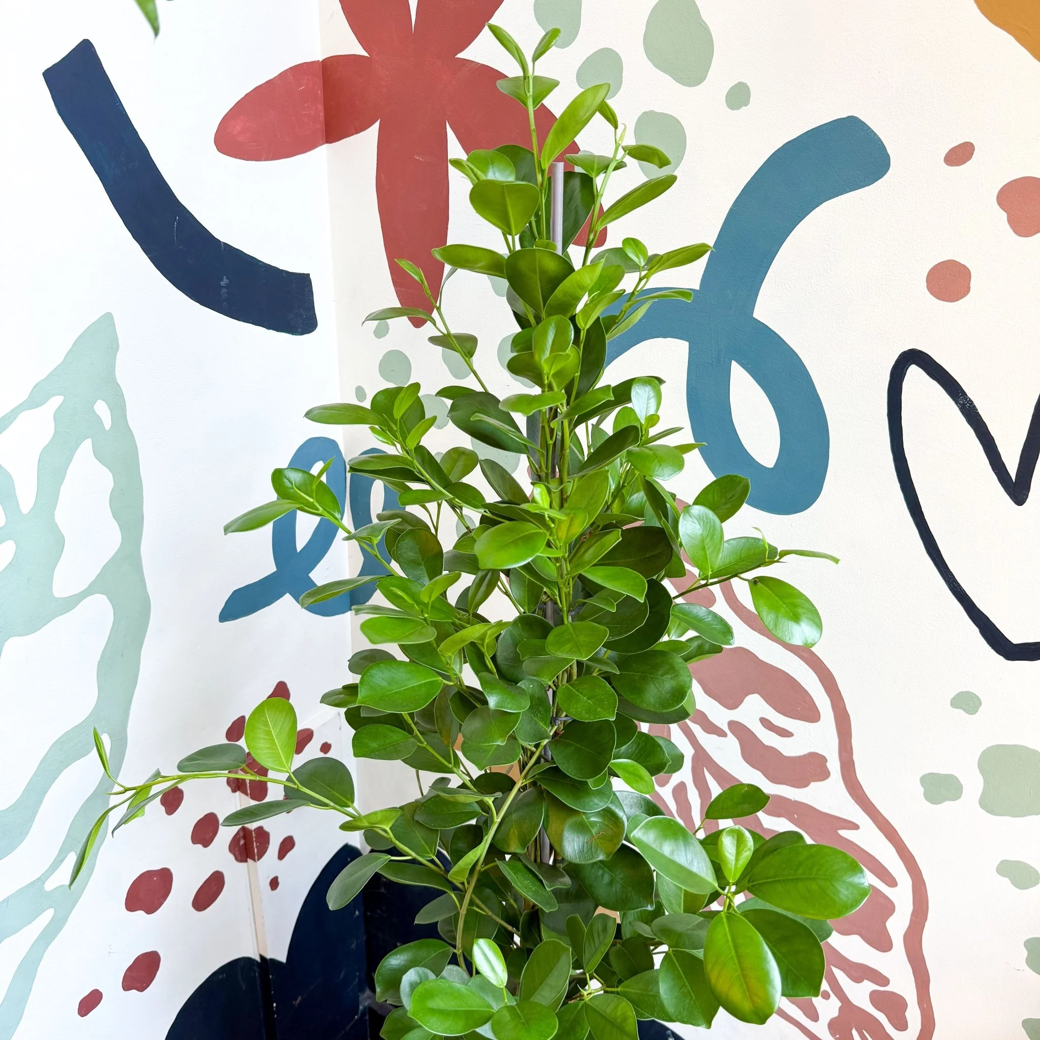 Ficus microcarpa ‘Moclame’ – Indian Laurel Fig - Image 6
